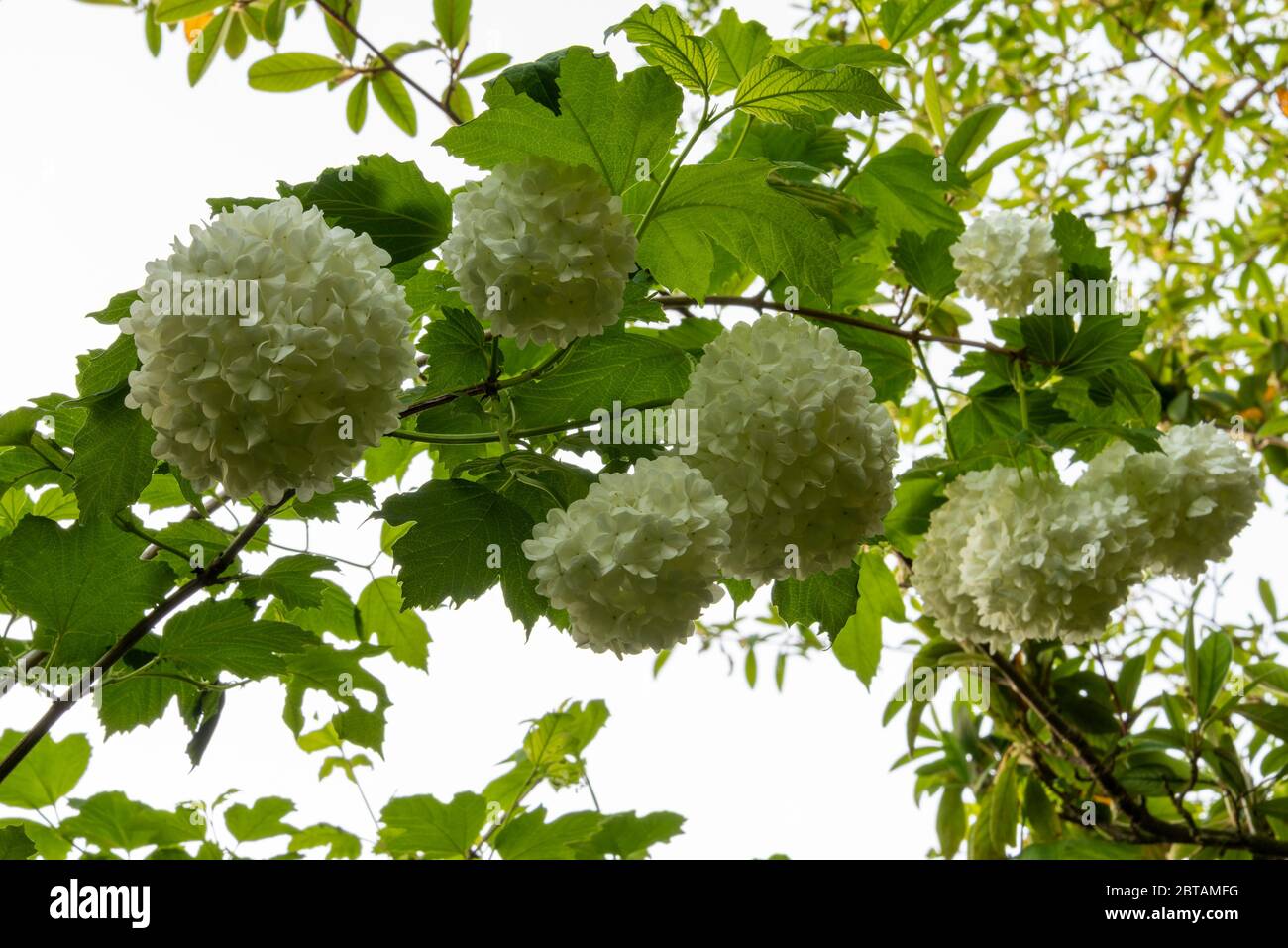 Branch of large shrub Viburnum opulus 'Roseum', snowball tree, with