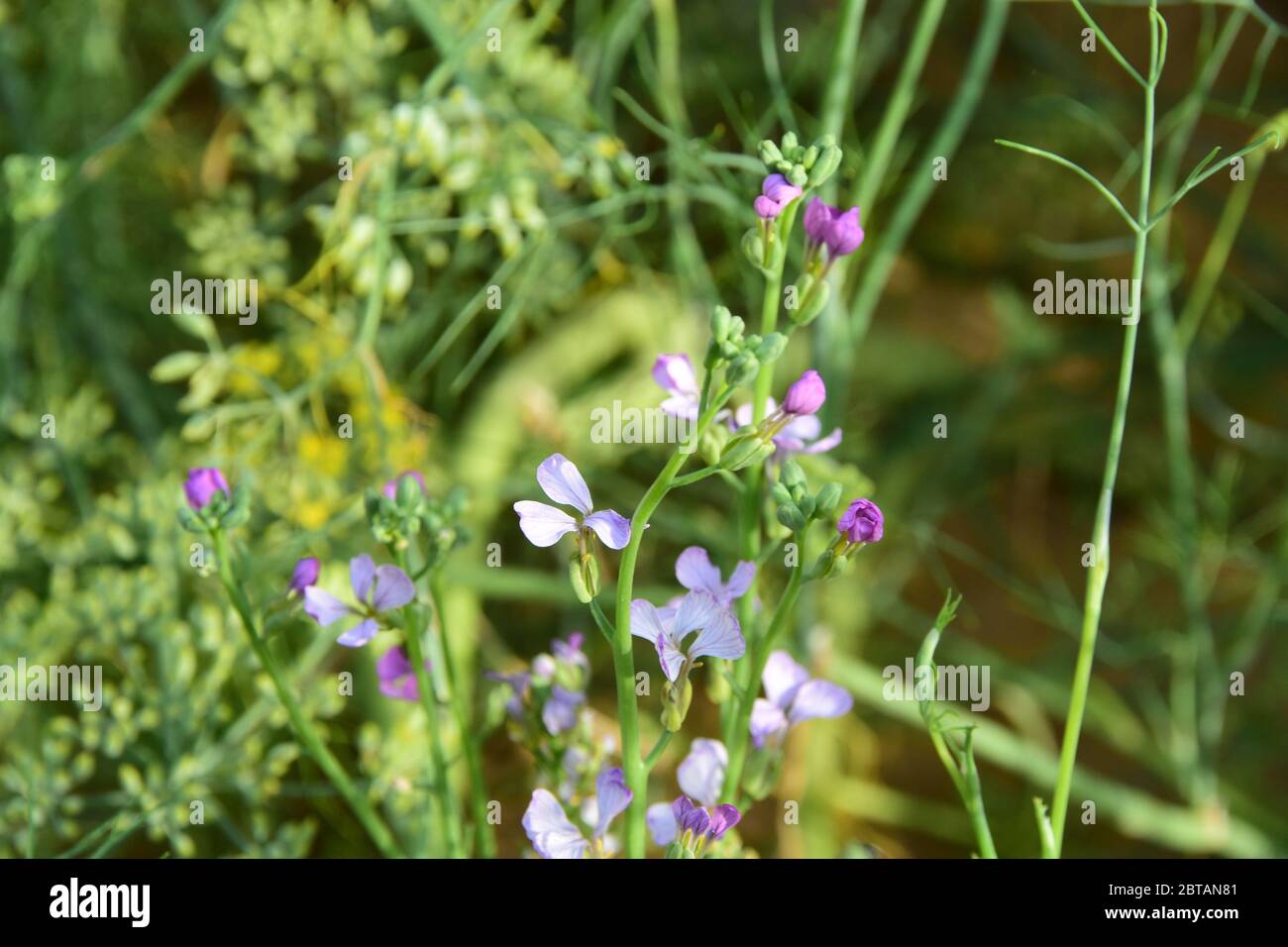 View of fennel plant flower in the garden Stock Photo