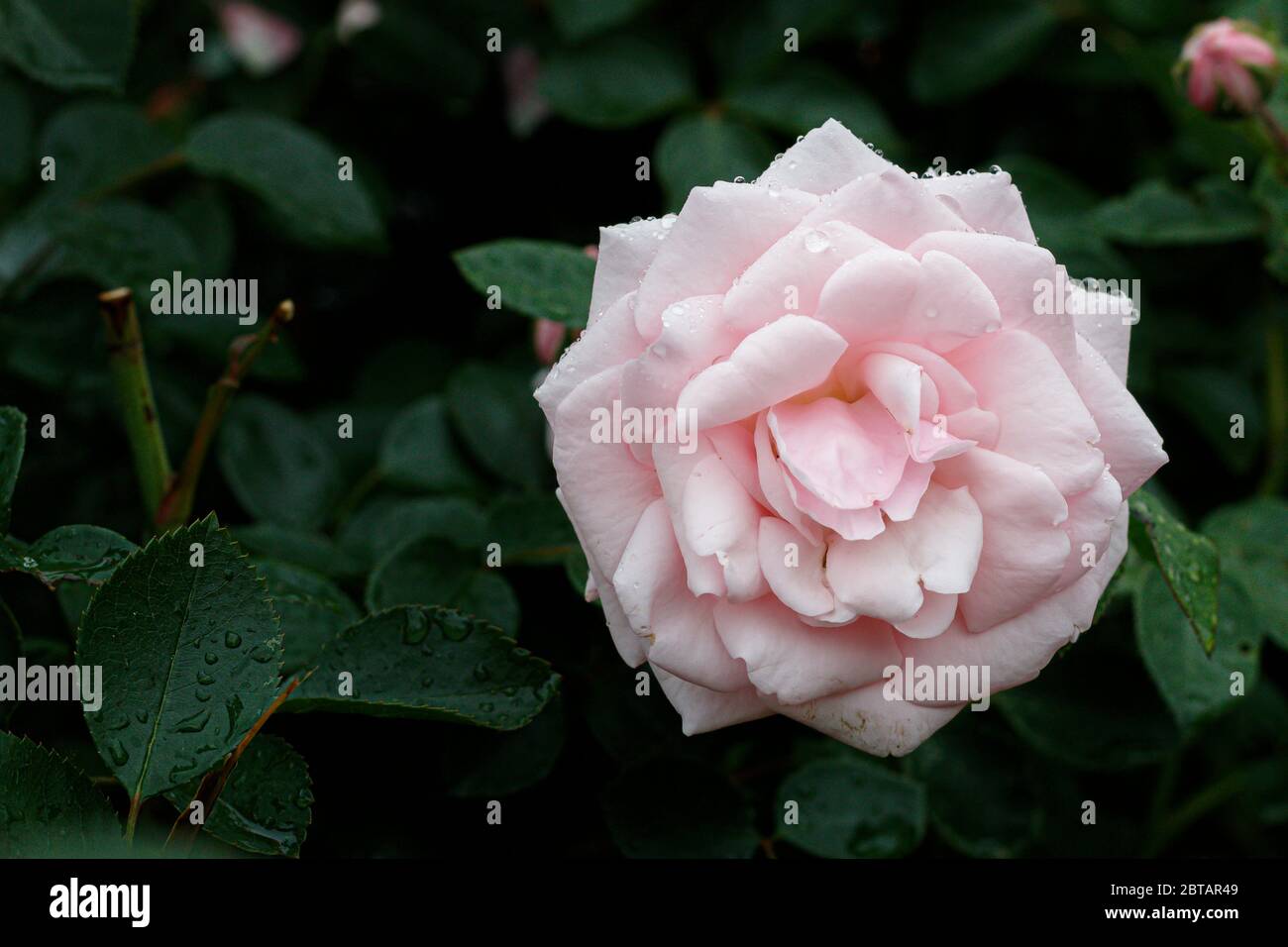 Rose leaves and white blossom hi-res stock photography and images - Alamy
