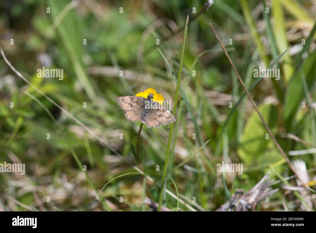 Dingy skipper (Erynnis tages) at Noar Hill nature reserve, Selborne, Hampshire, UK Stock Photo