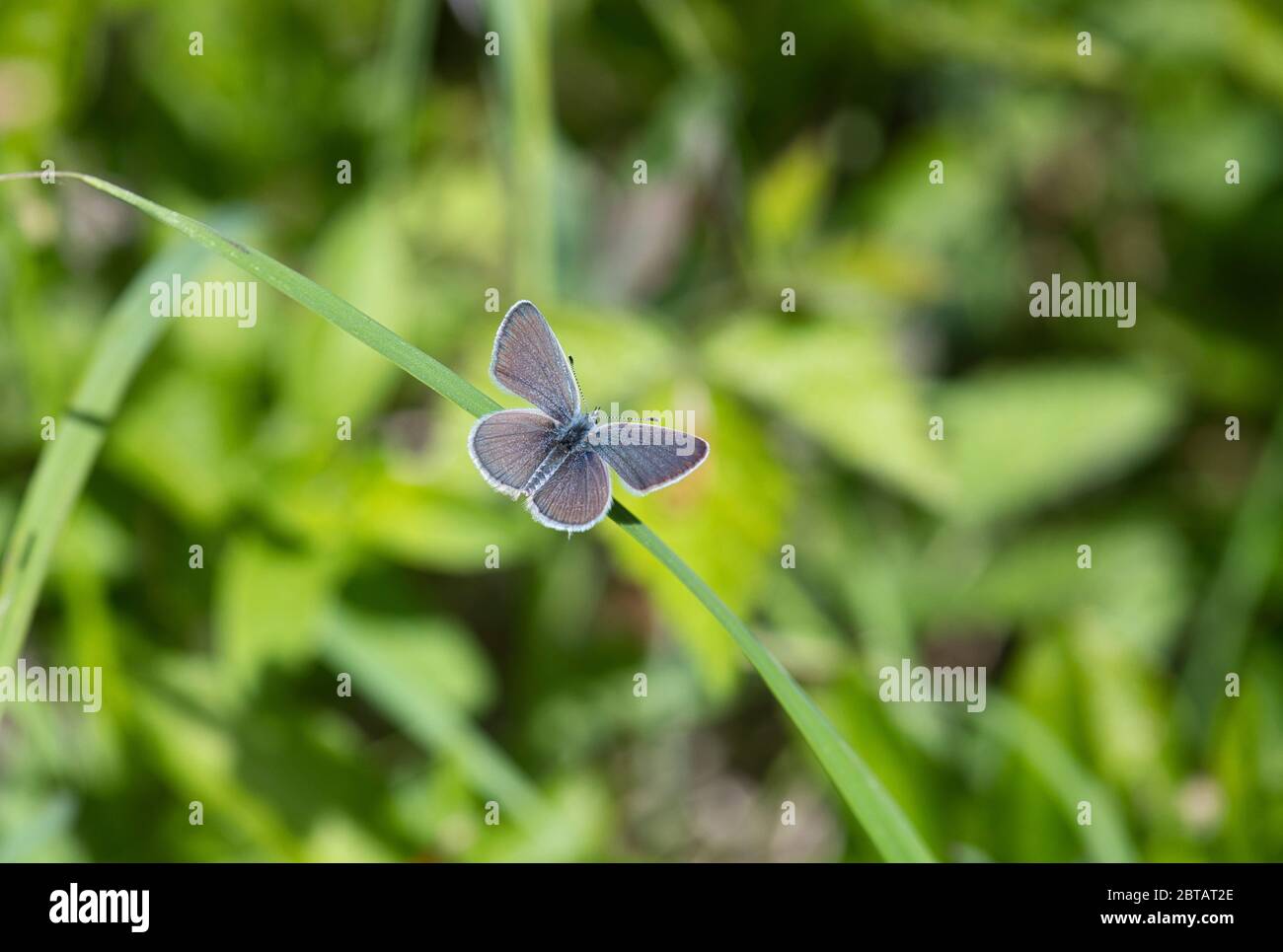 Small blue butterfly (Cupido minimus) at Noar Hill nature reserve, Selborne, Hampshire Stock Photo