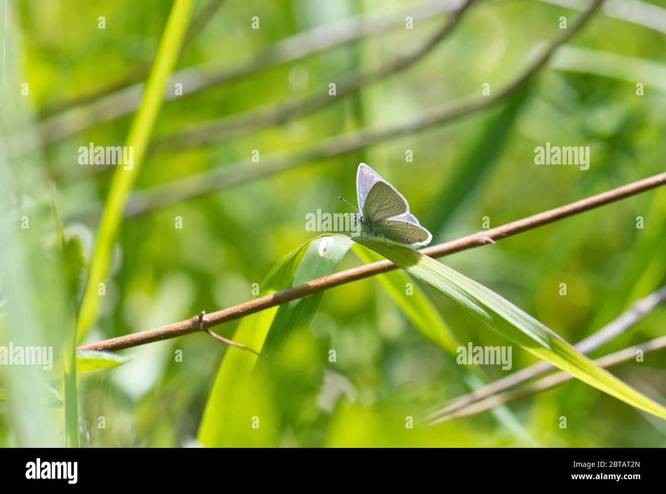 Small blue butterfly (Cupido minimus) at Noar Hill nature reserve, Selborne, Hampshire Stock Photo