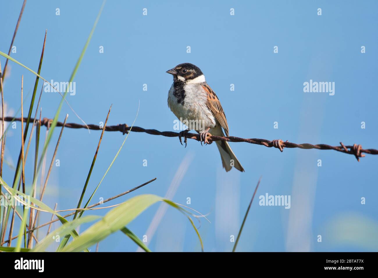 Male reed bunting (Emberiza schoeniclus) perched on barbed wire Stock Photo