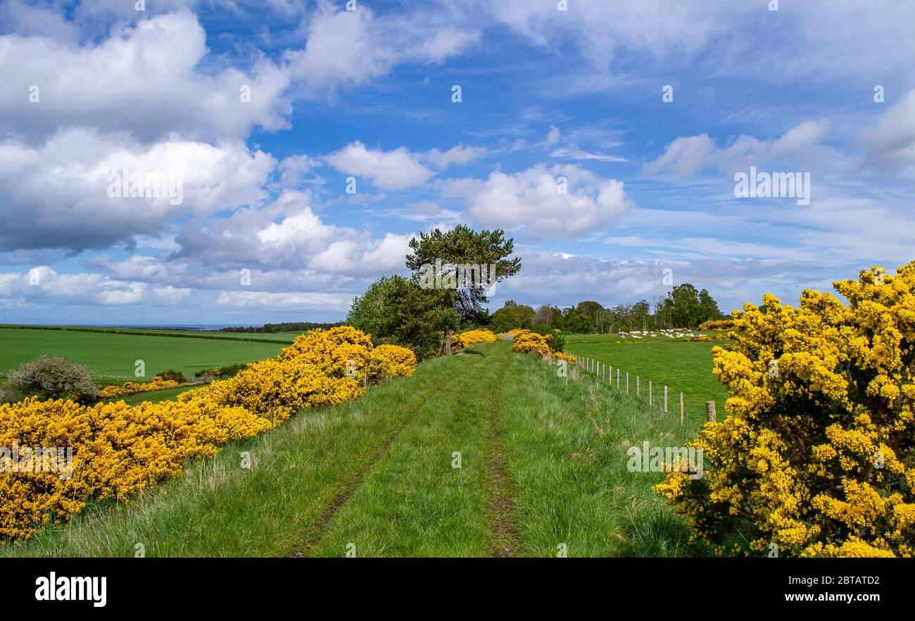 DAVA WAY LONG DISTANCE TRAIL MORAY SCOTLAND BANKS OFYELLOW FLOWERS OF GORSE Ulex IN SPRING  ALONG THE WALK AND A BLUE SKY Stock Photo