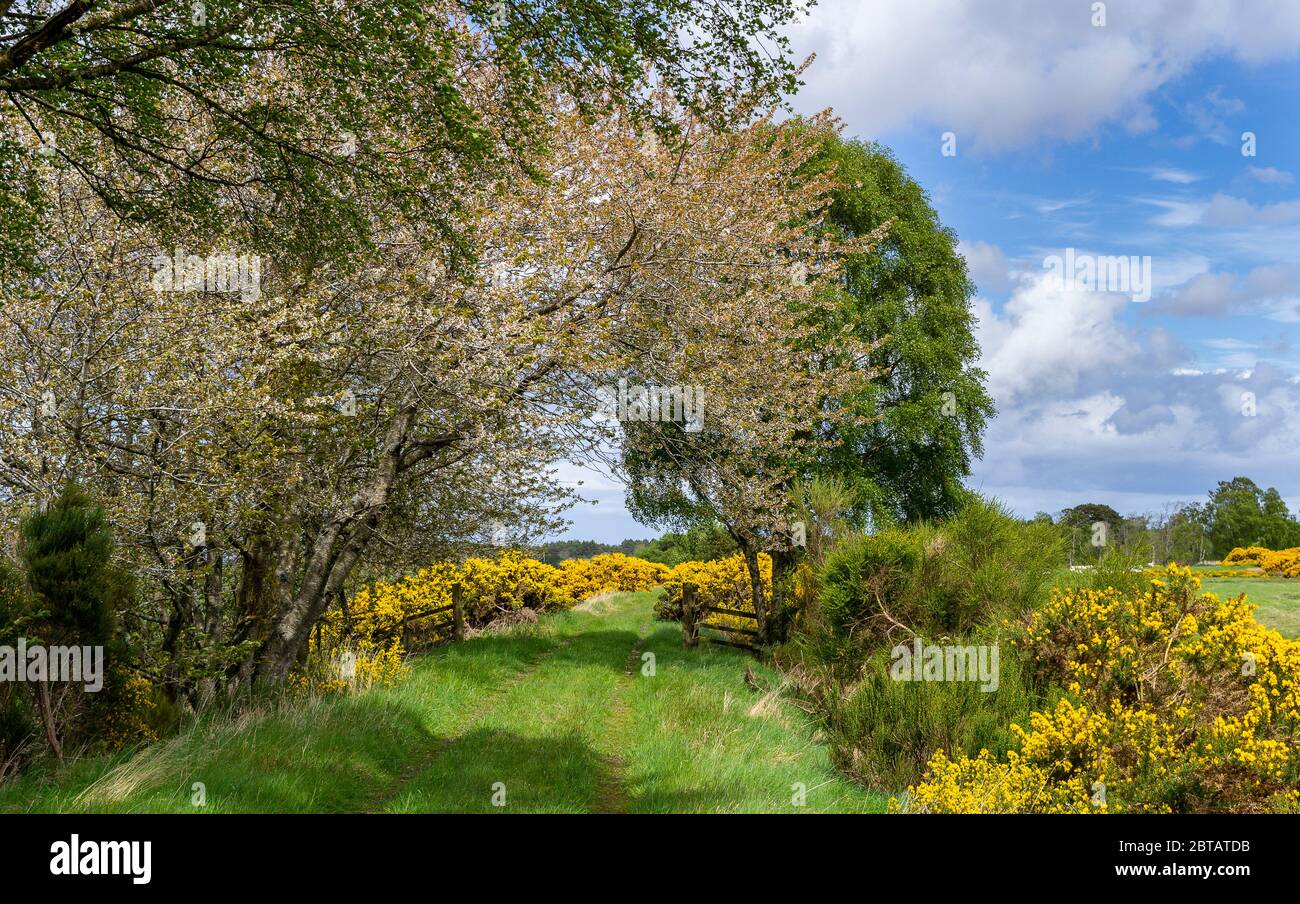DAVA WAY LONG DISTANCE TRAIL MORAY SCOTLAND CHERRY TREE BLOSSOM AND BANKS OFYELLOW FLOWERS OF GORSE Ulex IN SPRING  ALONG THE WALK Stock Photo