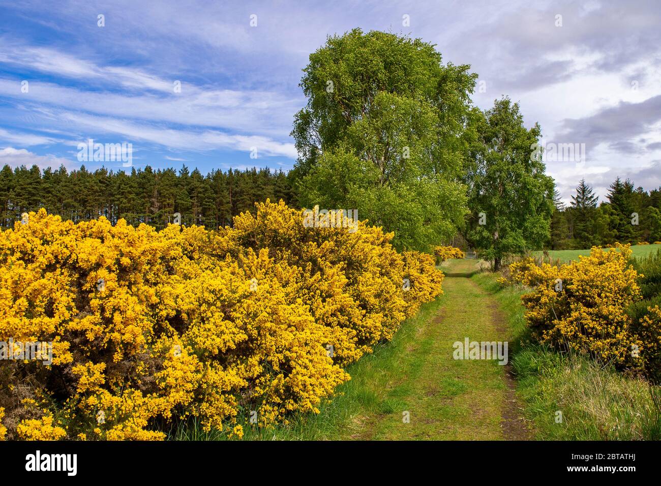 DAVA WAY LONG DISTANCE TRAIL MORAY SCOTLAND YELLOW FLOWERS OF GORSE Ulex IN SPRING AND BIRCH TREES IN LEAF ALONG THE WALK Stock Photo