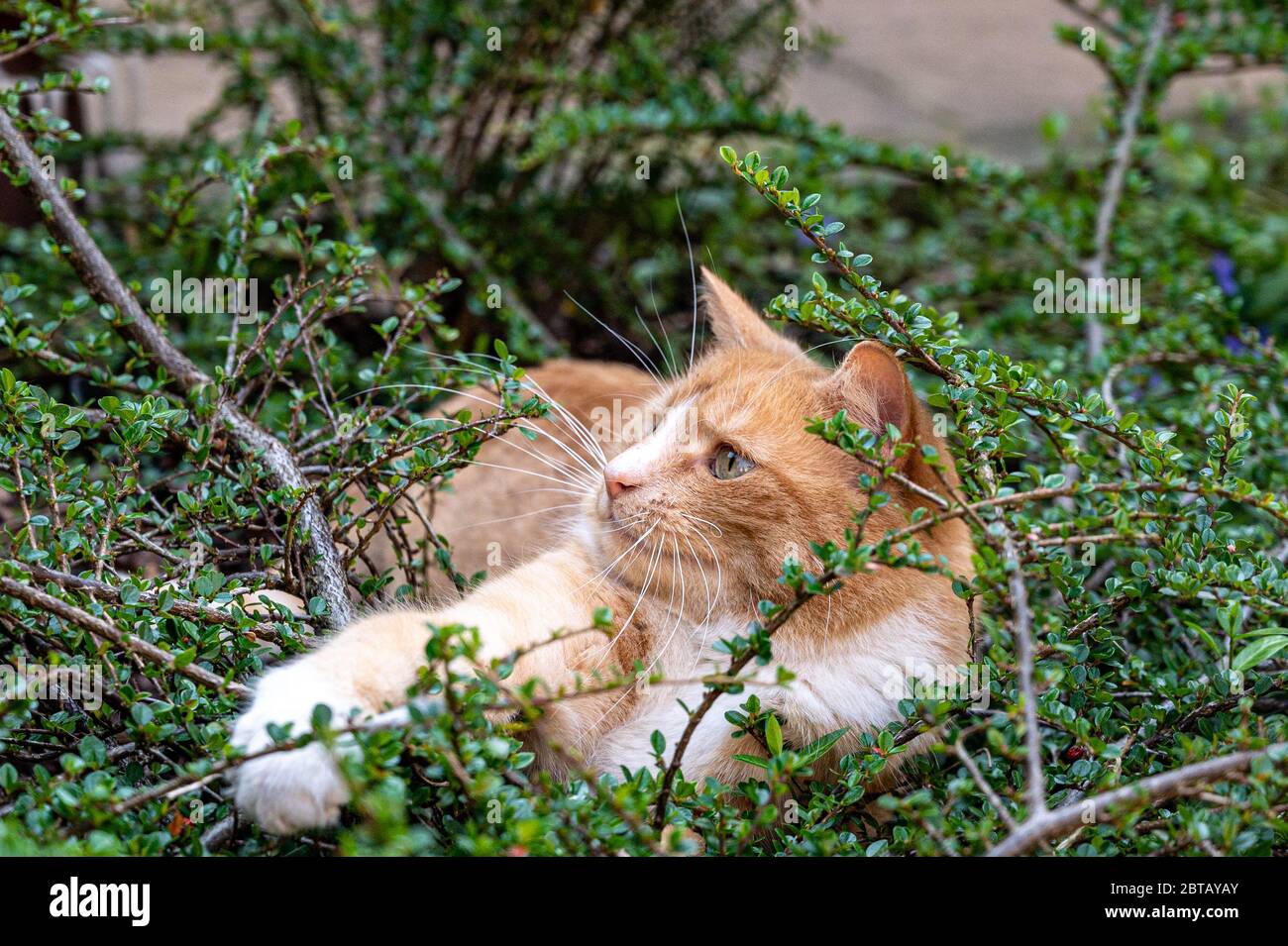 Predator in hiding. Domestic ginger cat hiding amongst shrubs waiting