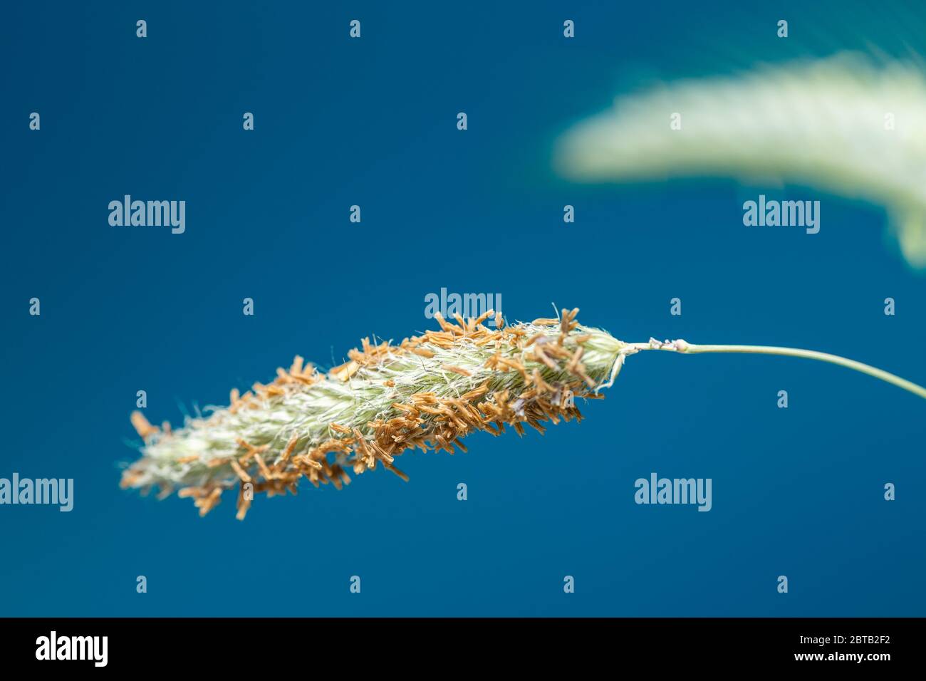 Single closs of grass on a blue background. Grass spore. Stock Photo