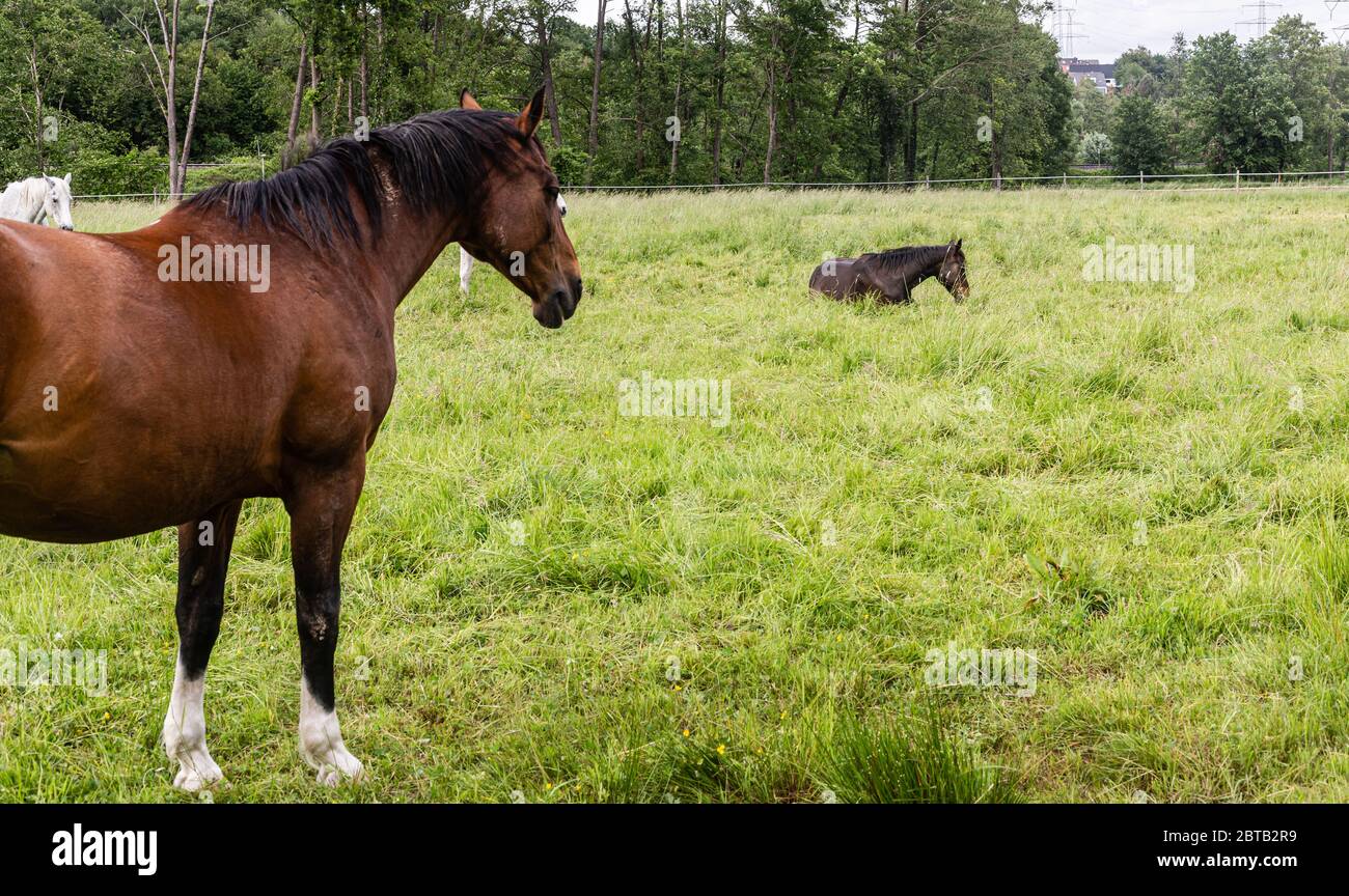 Breeding wild animals hires stock photography and images Alamy