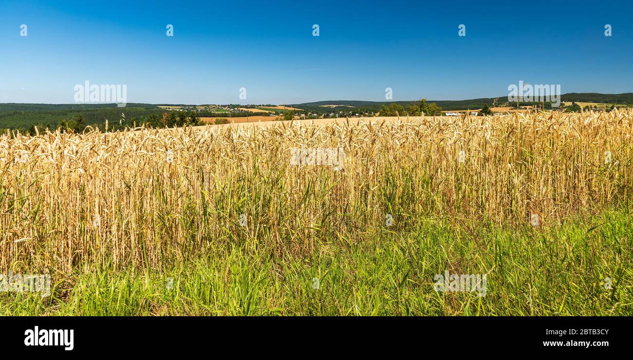 roling rural landscape with cornfield, meadows, forest, small village, small hills and clear sky near Markneukirchen town in Germany Stock Photo
