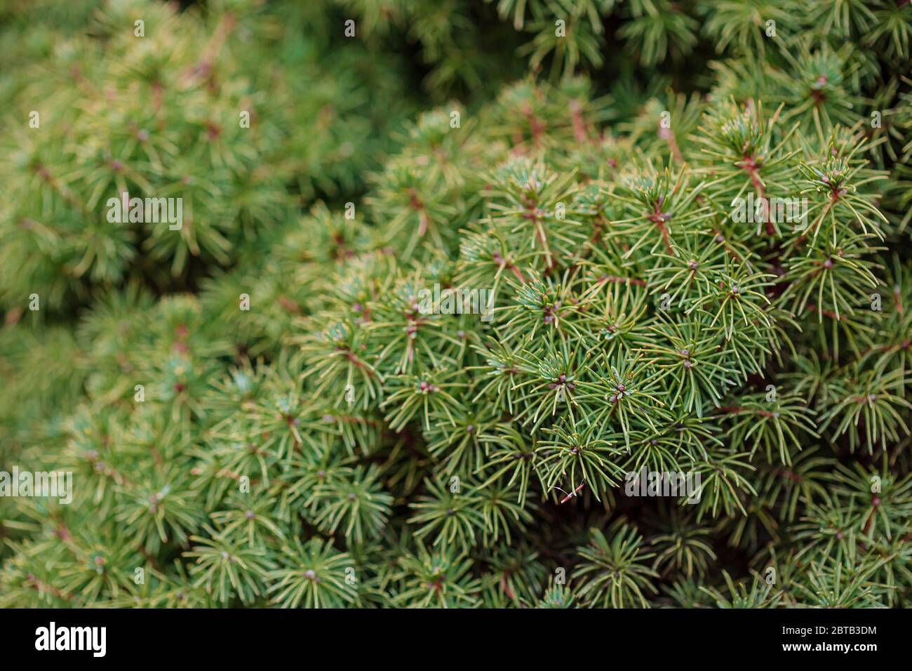 Picea abies Tompa close up framing open copy space with new spring growth and pine cones. Blue spruce Picea pungens with blue needles. Close-up bright Stock Photo