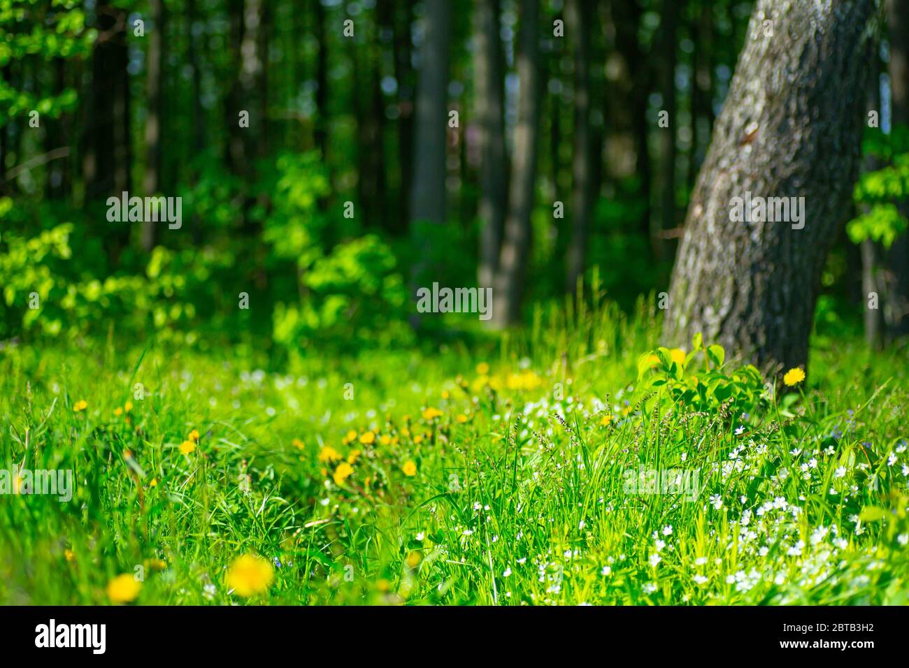 Blur background forest hi-res stock photography and images - Alamy