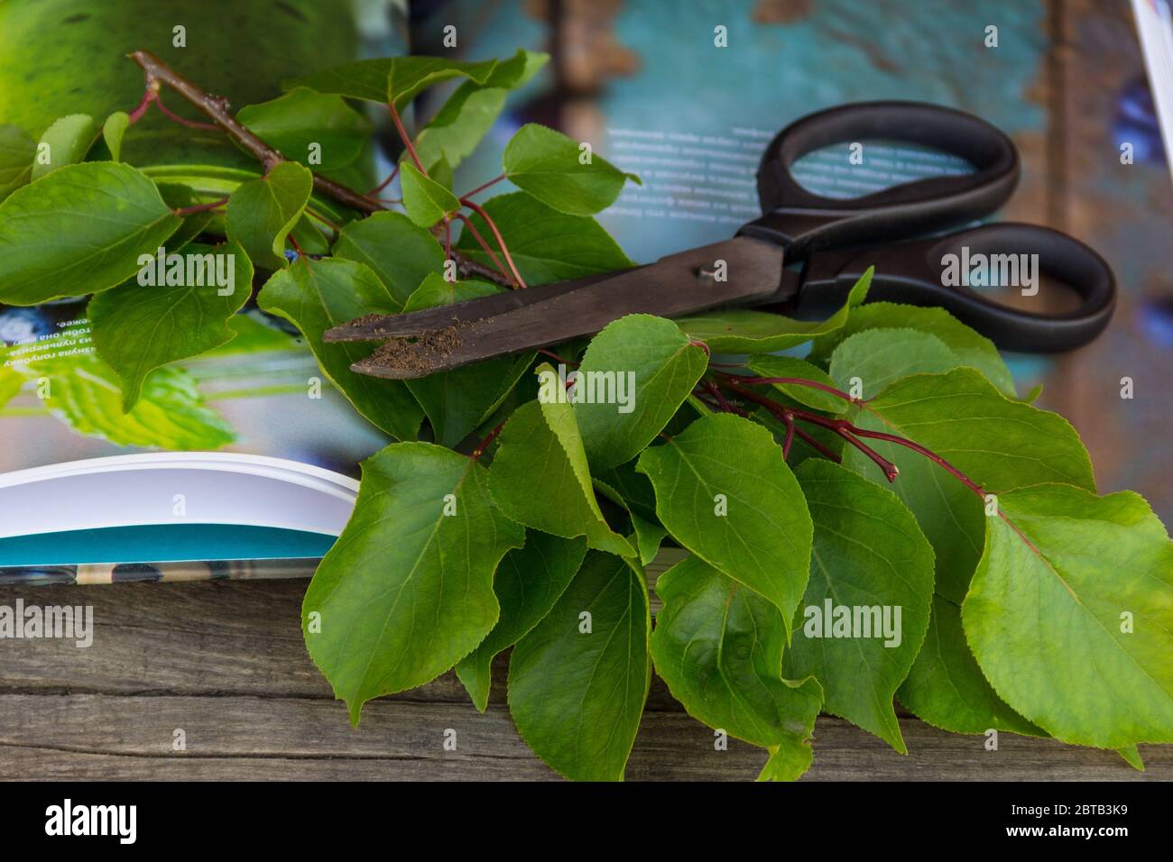 Gardening scissors, book and green branch on rustic background. Gardening time. Stock Photo