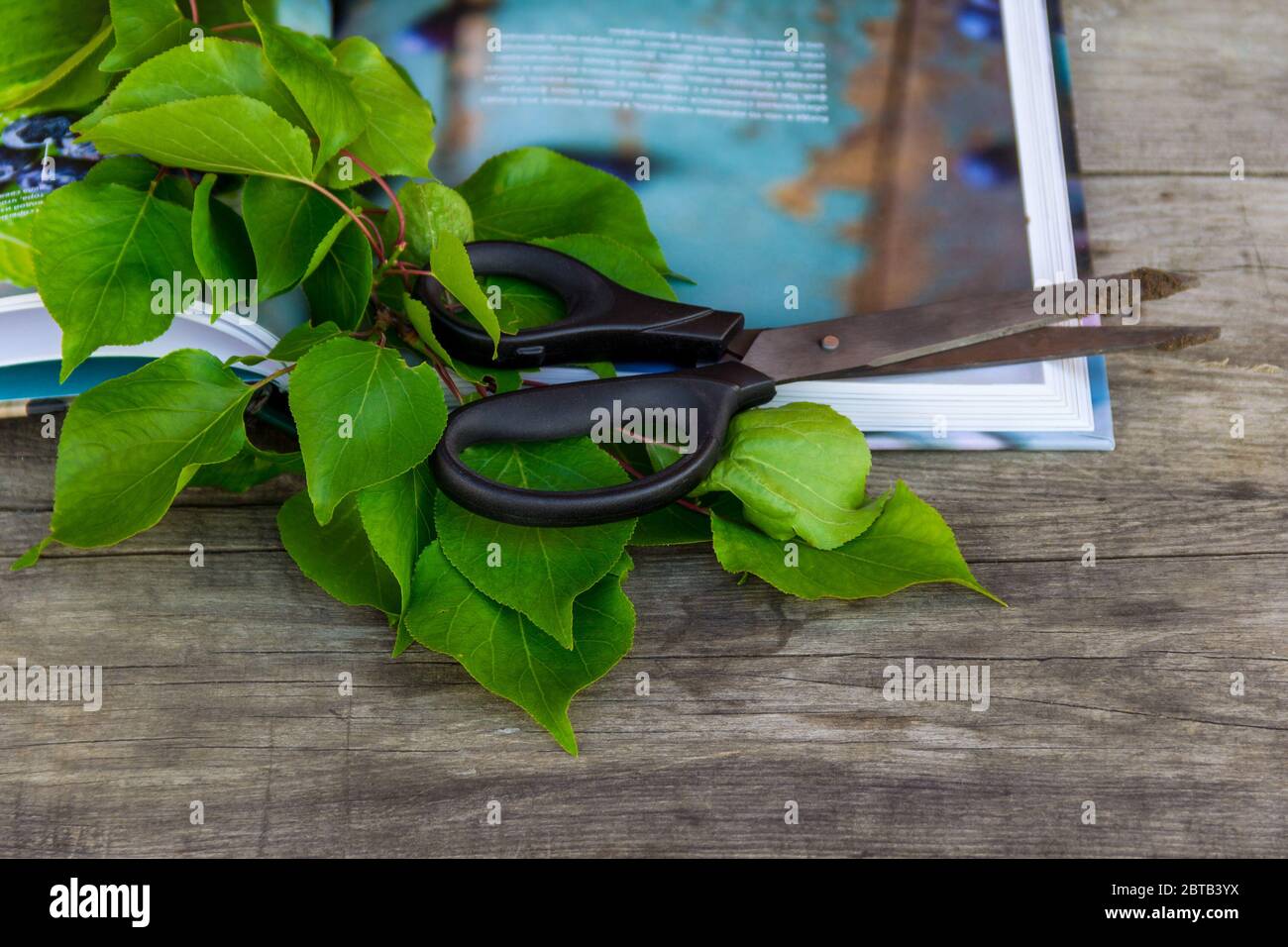 Gardening scissors, book and green branch on rustic background. Gardening time. Stock Photo