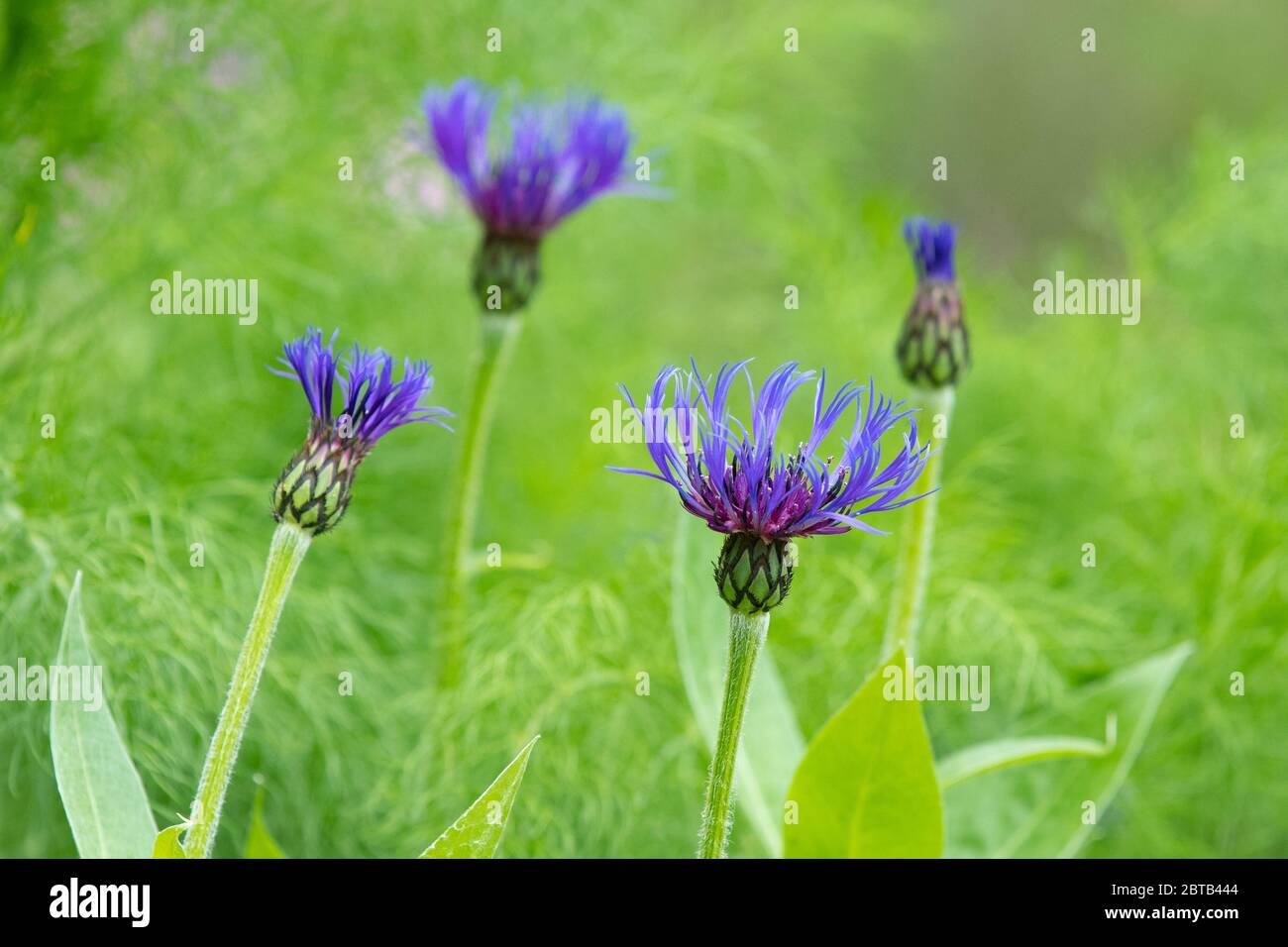 centaurea montana or knapweed  growing in late spring early summer against fennel   UK Stock Photo