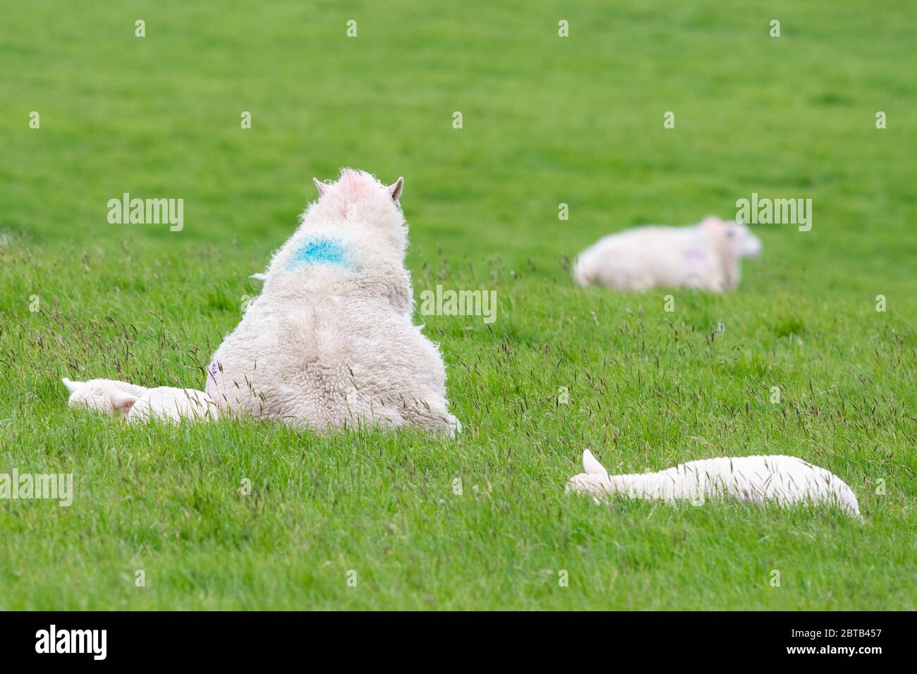 A sheep - ewe - sitting up like a dog - UK Stock Photo