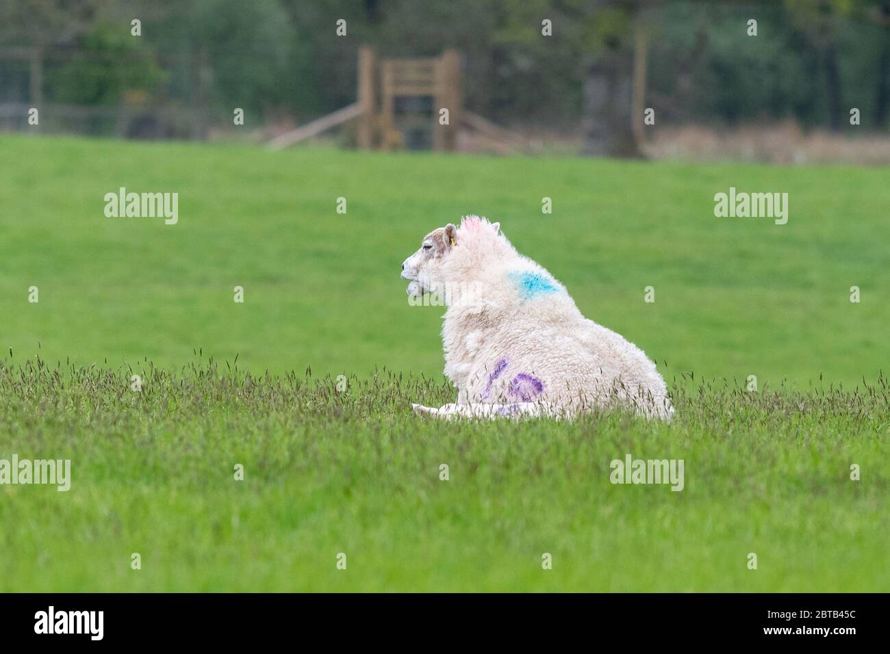 A sheep - ewe - sitting up like a dog - UK Stock Photo