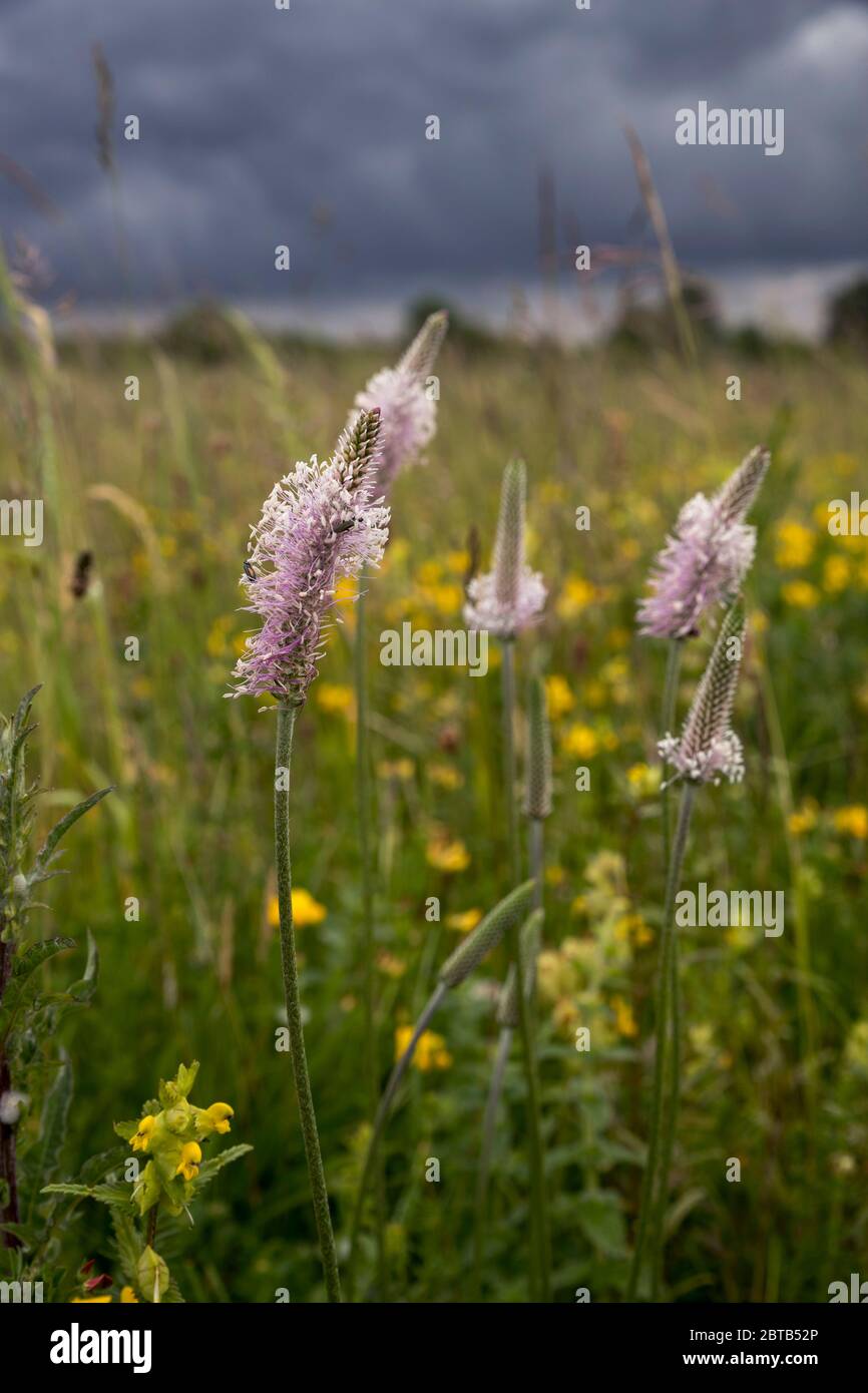 Hoary Plantain; Plantago media; Flowers; UK Stock Photo