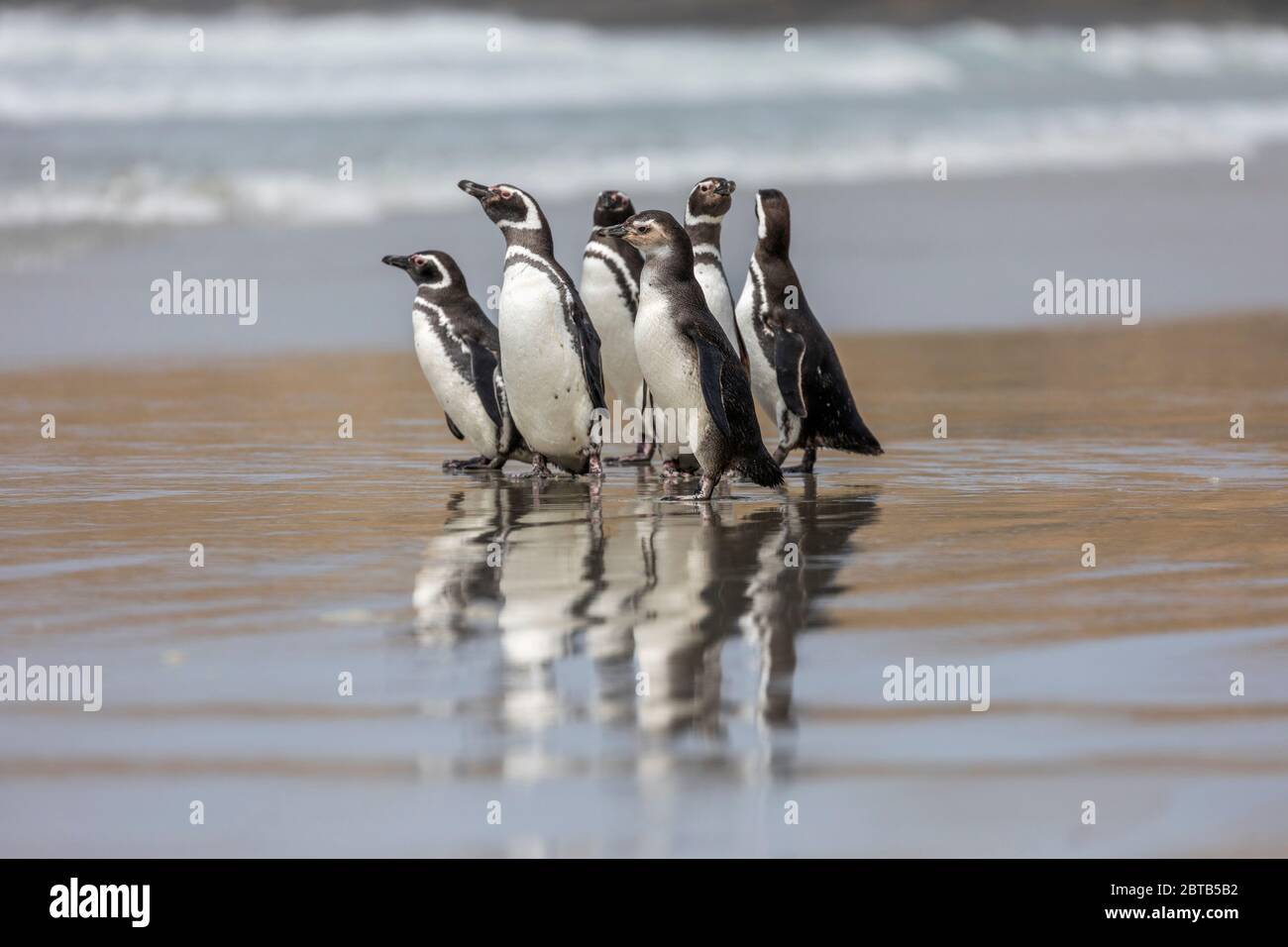 Magellanic Penguin; Spheniscus magellanicus; Group on the Beach; Falklands Stock Photo