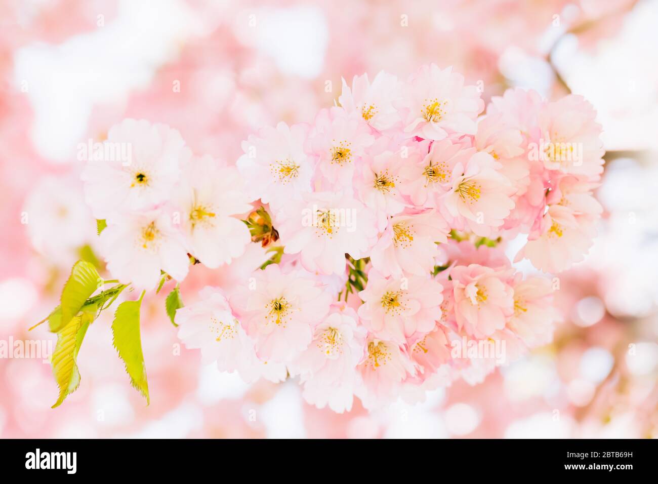 Pink Cherry blossom branch in bloom at pink background. Spring concept ...
