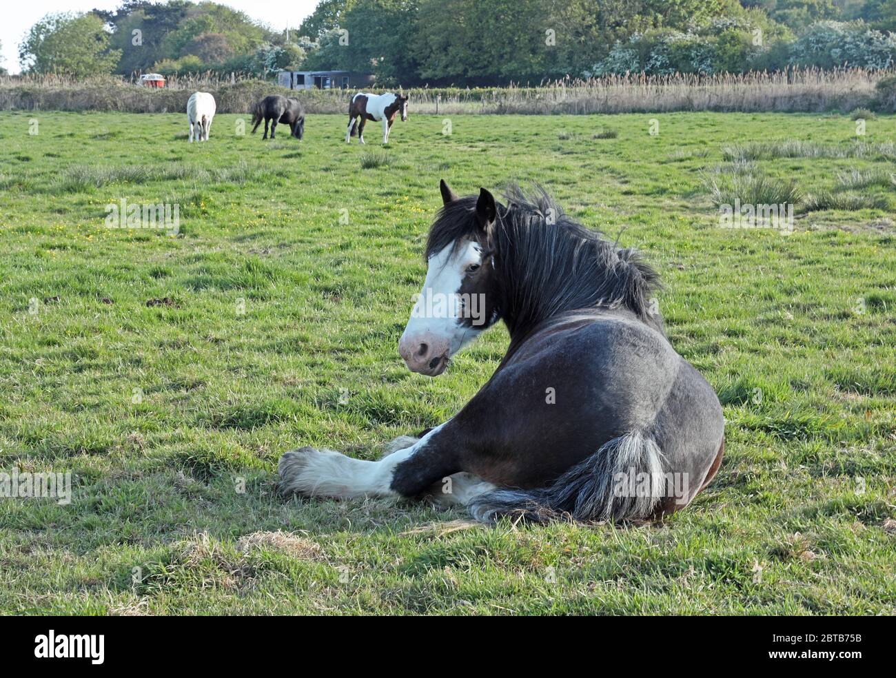horse lying down in field Lessingham, Norfolk May Stock Photo Alamy
