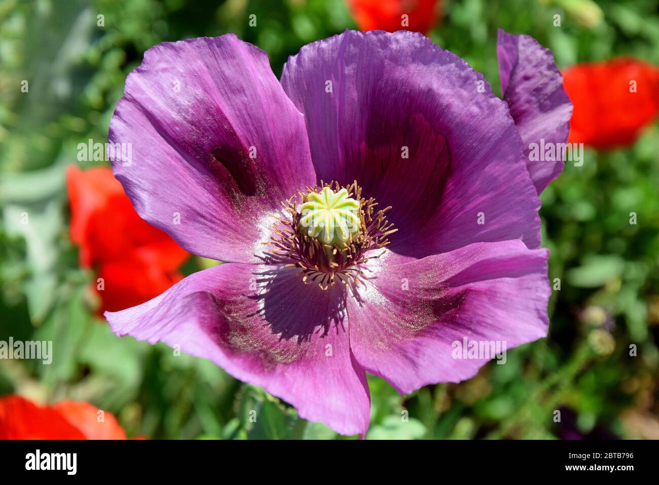 Violet poppy flower blossom hi-res stock photography and images - Alamy