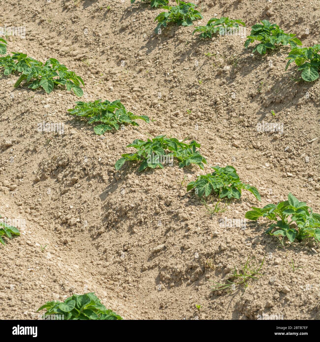 Potato solanum tuberosum hilled ridges hi-res stock photography and ...