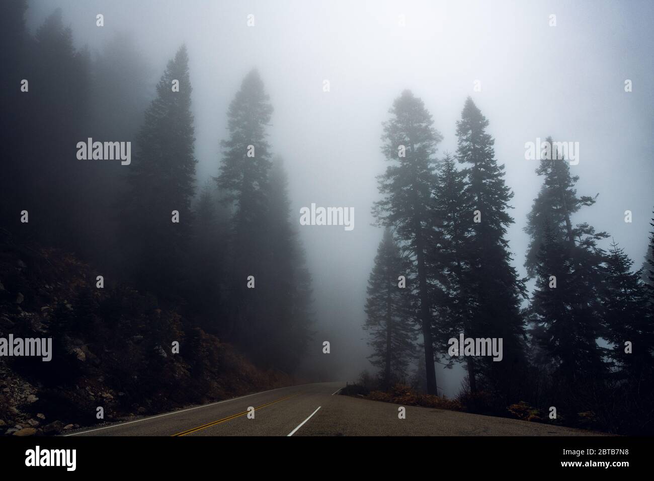 Country road in a misty forest with tall pine trees around Stock Photo ...