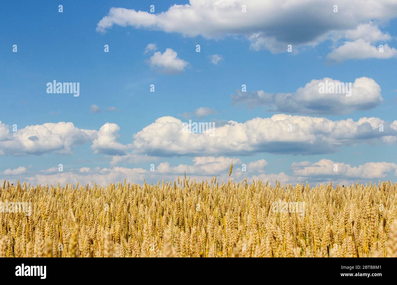 Landscape overlooking a wheat field and sky with clouds Stock Photo - Alamy