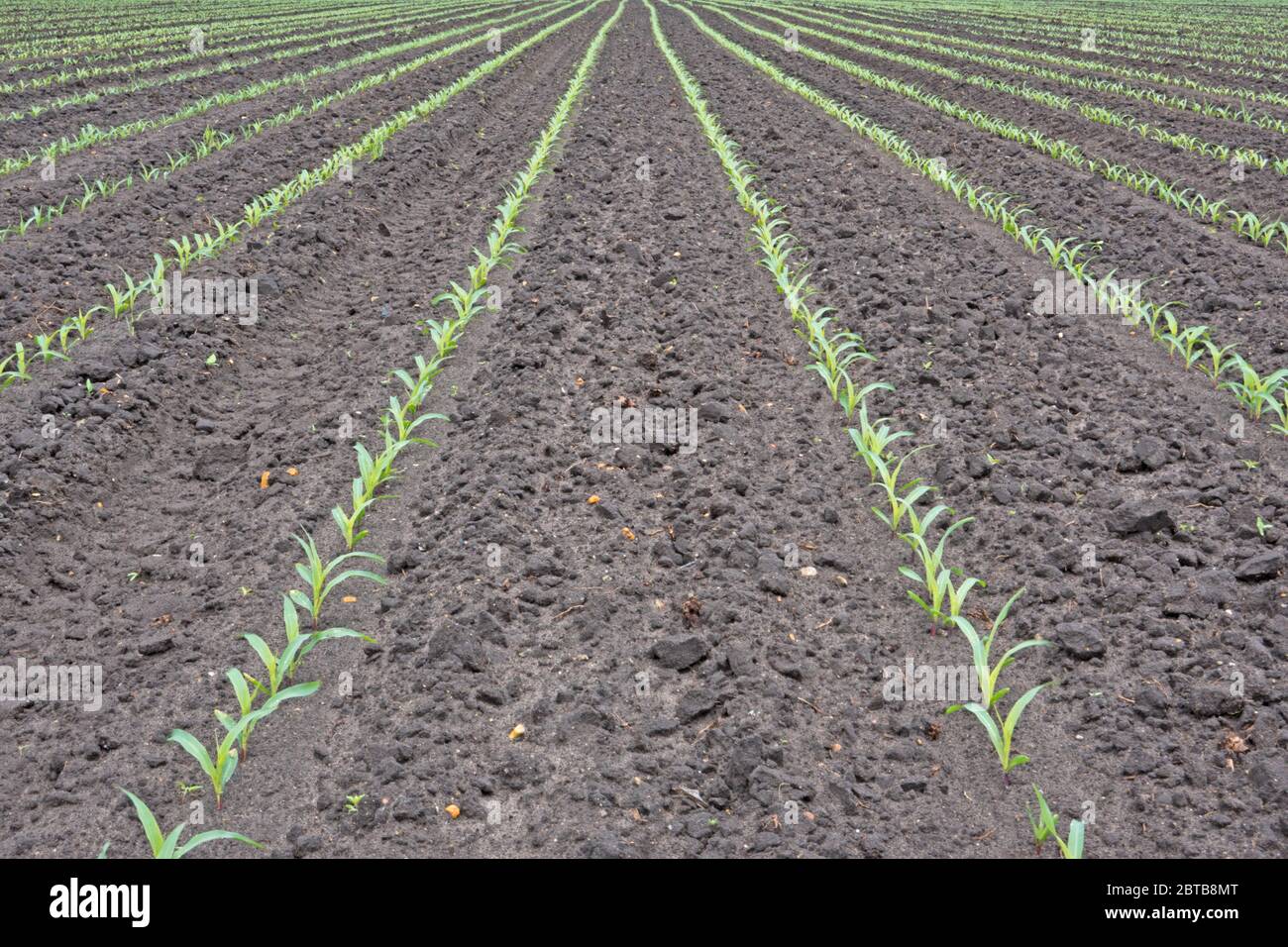 Long rows of young maize plants on a field Stock Photo
