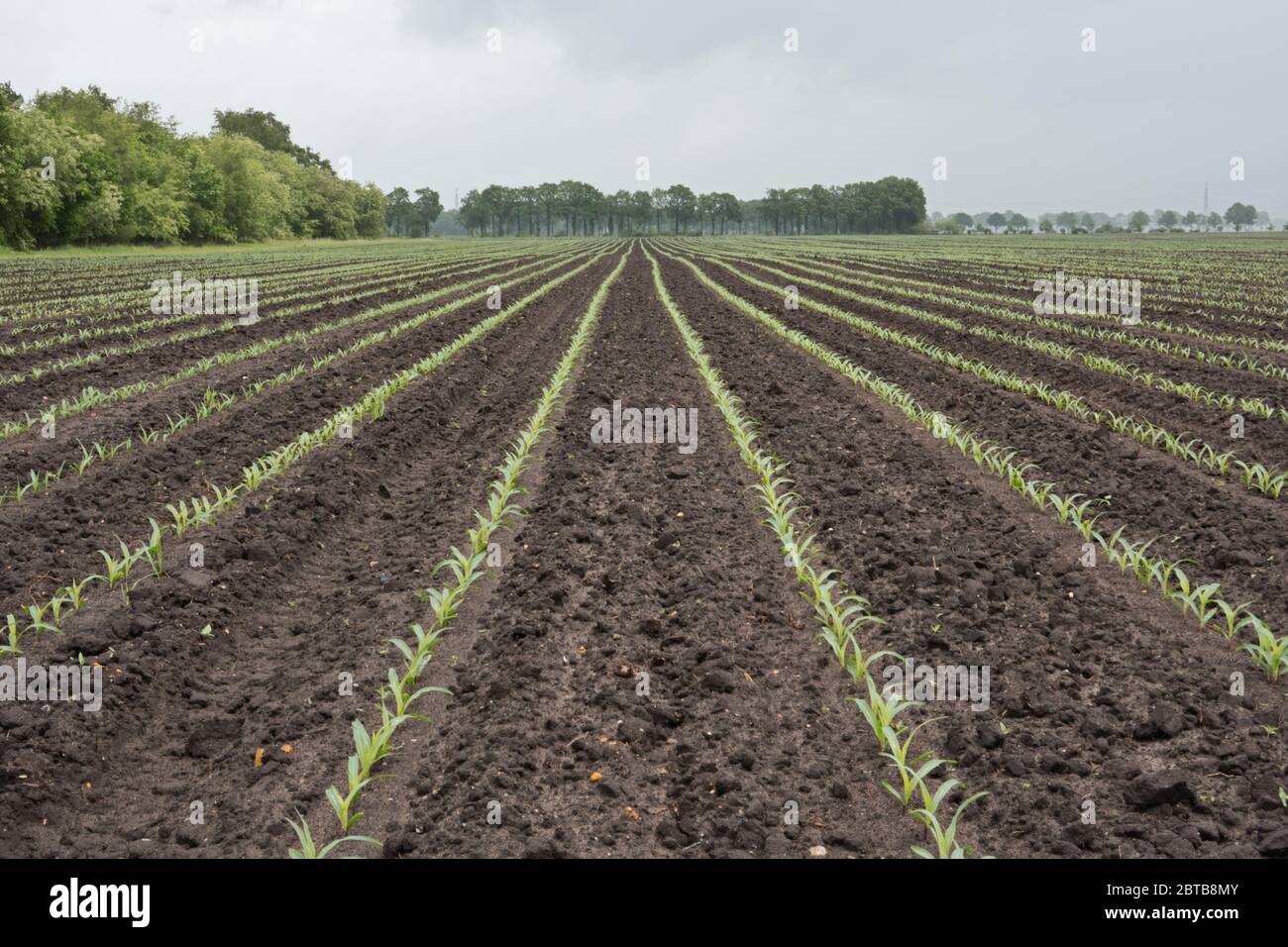 Long rows of young maize plants on a field towards the horizon Stock Photo