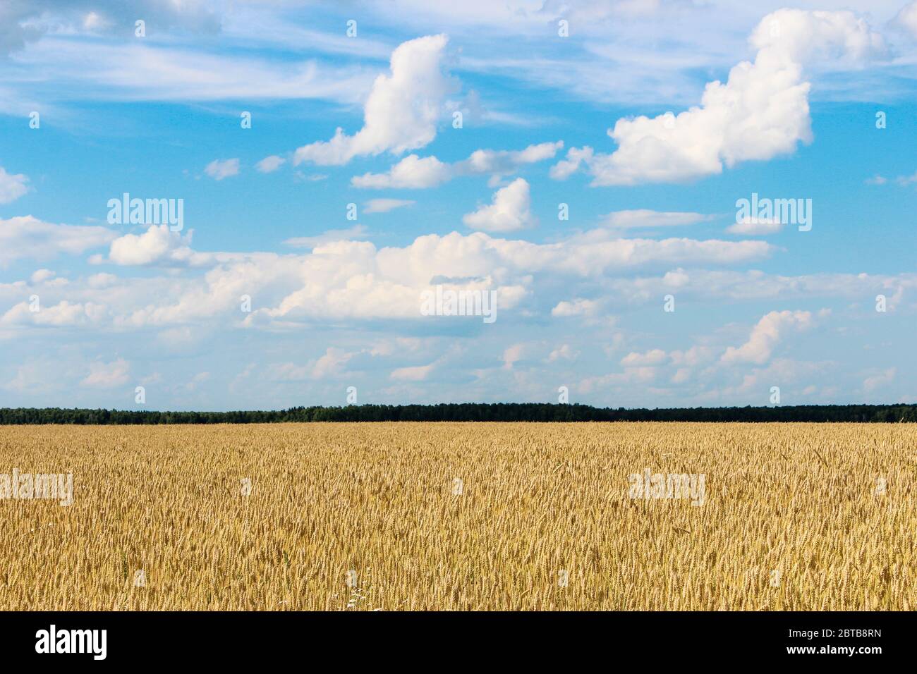 Landscape overlooking a wheat field and sky with clouds Stock Photo - Alamy