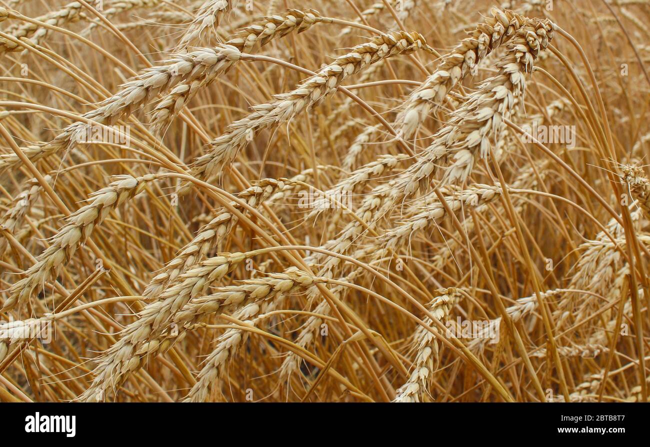 Natural wheat ears harvest hi-res stock photography and images - Alamy