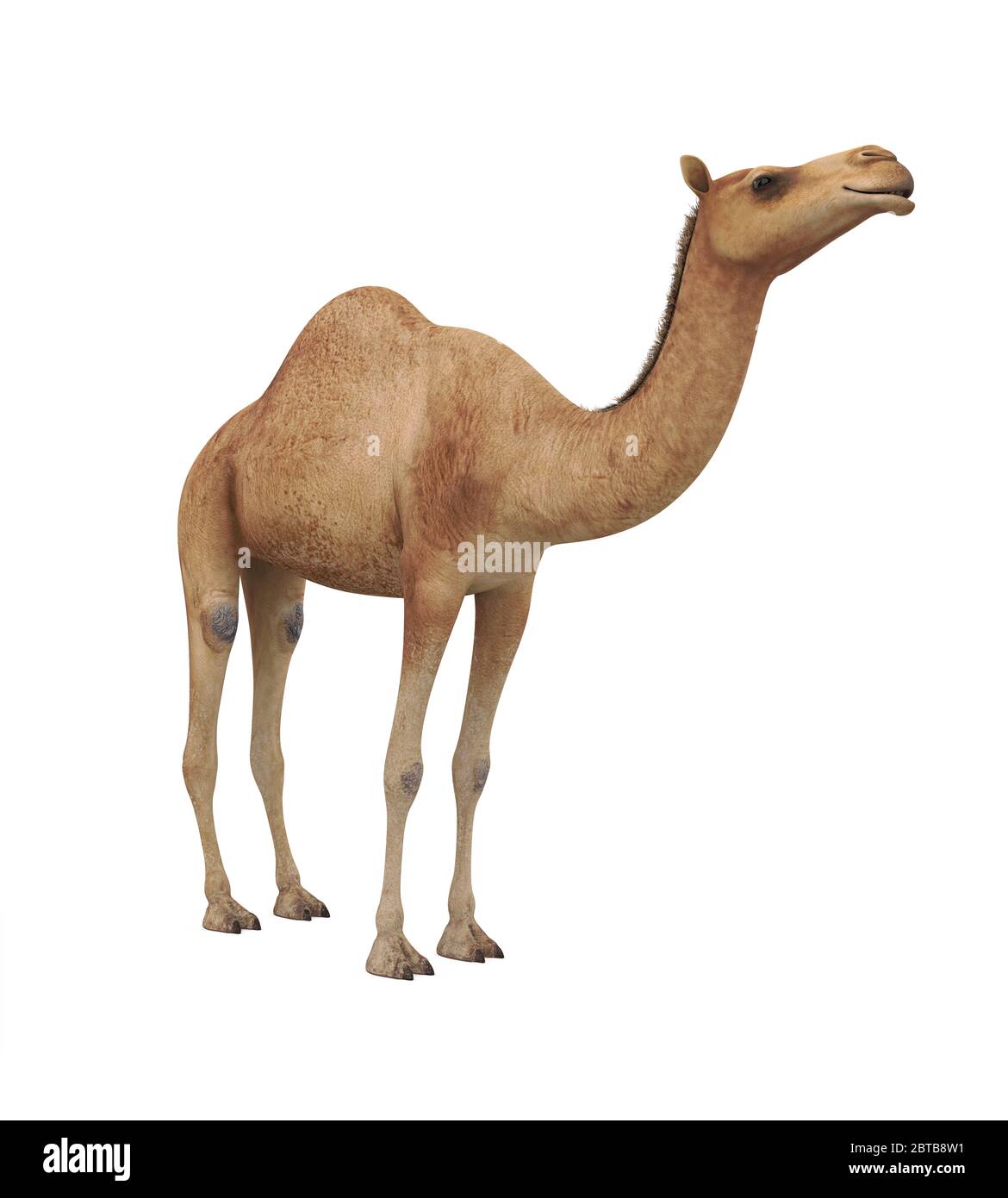 Camel hump Cut Out Stock Images & Pictures Alamy