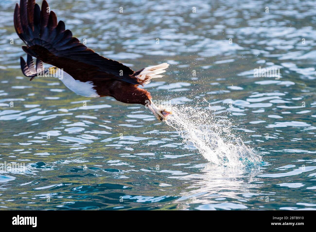 African Fish Eagle in flight catching fish round Lake Malawi, South East Africa Stock Photo