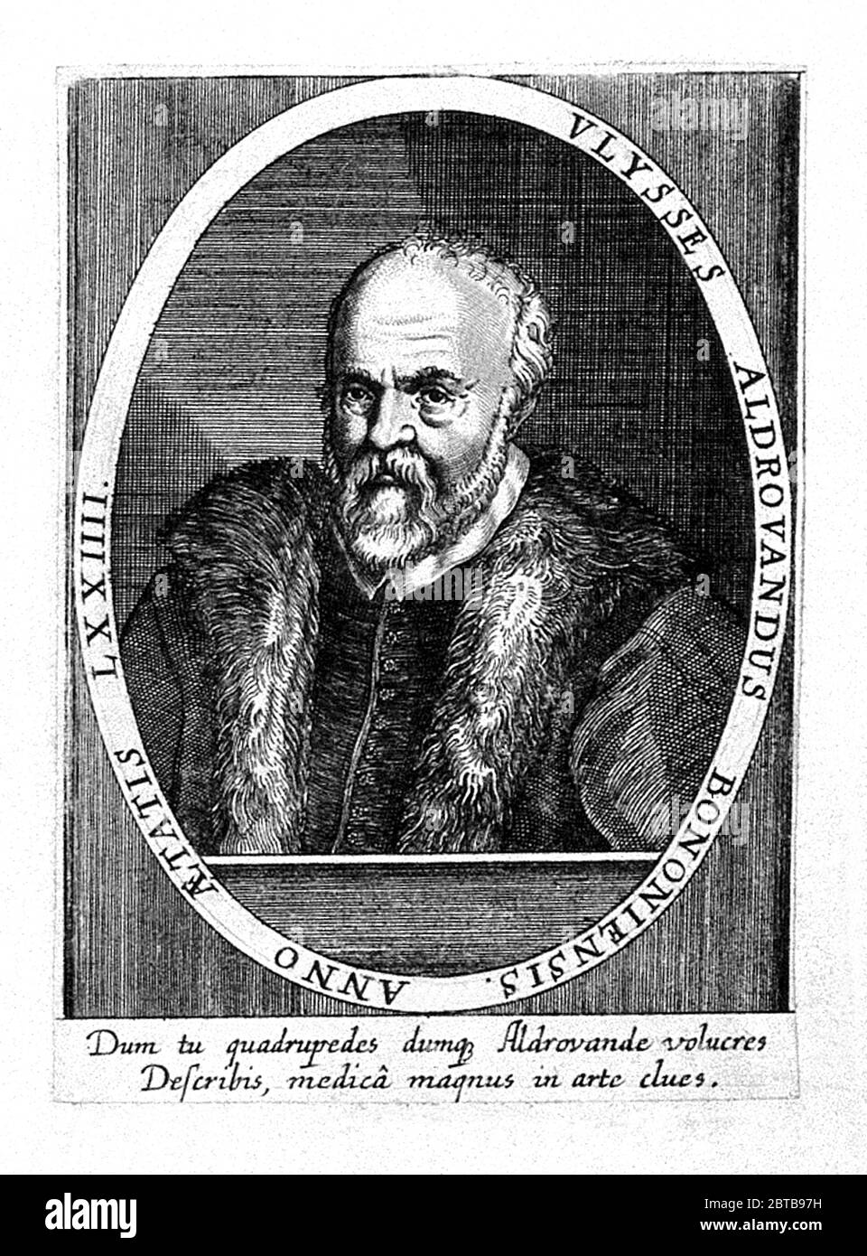 1590 c, ITALY : The italian naturalist , enthomologist ,  biologist , botanist ULISSE ALDROVANDI ( 1522 - 1605 ) aka Ulysses Aldrovandus aka Aldovrandi . Portrait by unknown engraver . - HISTORY - foto storica storiche - portrait - ritratto - NATURALISTA - NATURALIST - SCIENZA - SCIENCE - BIOLOGY - BIOLOGIA - ENTOMOLOGO - ENTOMOLOGIA - BOTANICO - BOTANICA - BOTANIC - illustration - illustrazione - incisione - engraving - beard - barba --- Archivio GBB Stock Photo