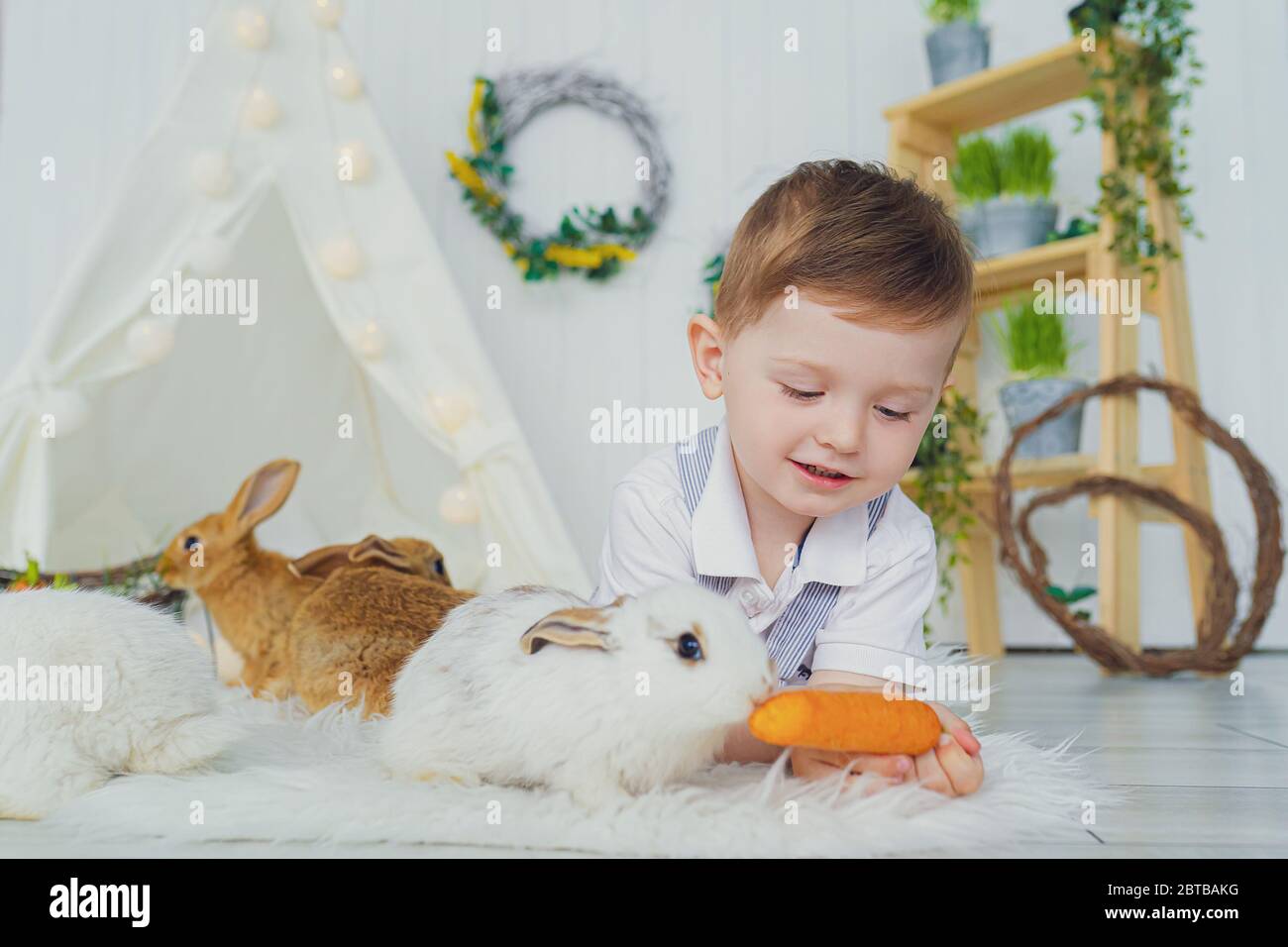 Happy laughing little boy playing with a baby rabbit, feeding it ...