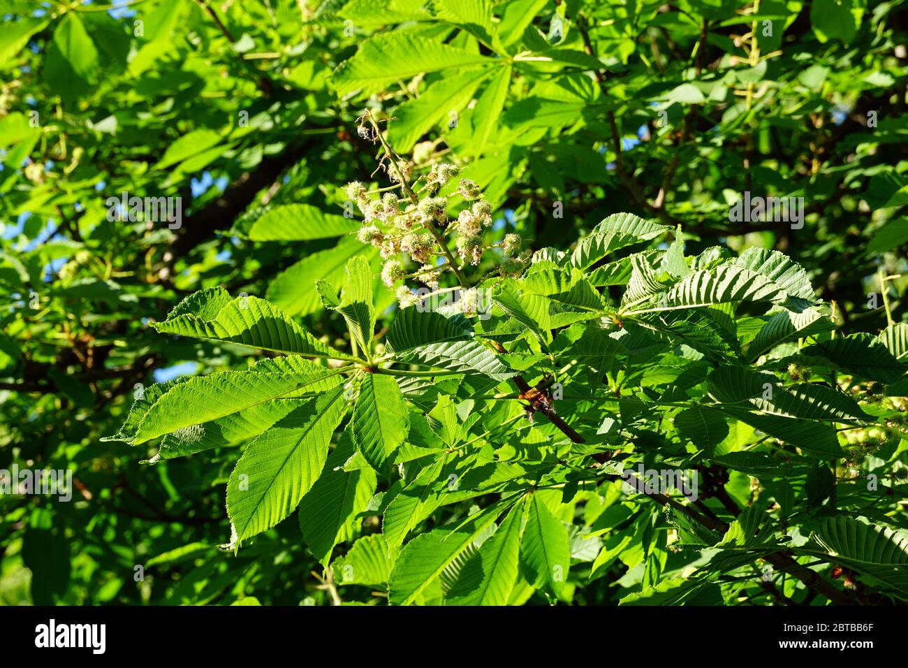horse-chestnut, conker tree, Gewöhnliche Rosskastanie, Gemeine Rosskastanie, Weiße Rosskastanie, Aesculus hippocastanum, vadgesztenye Stock Photo