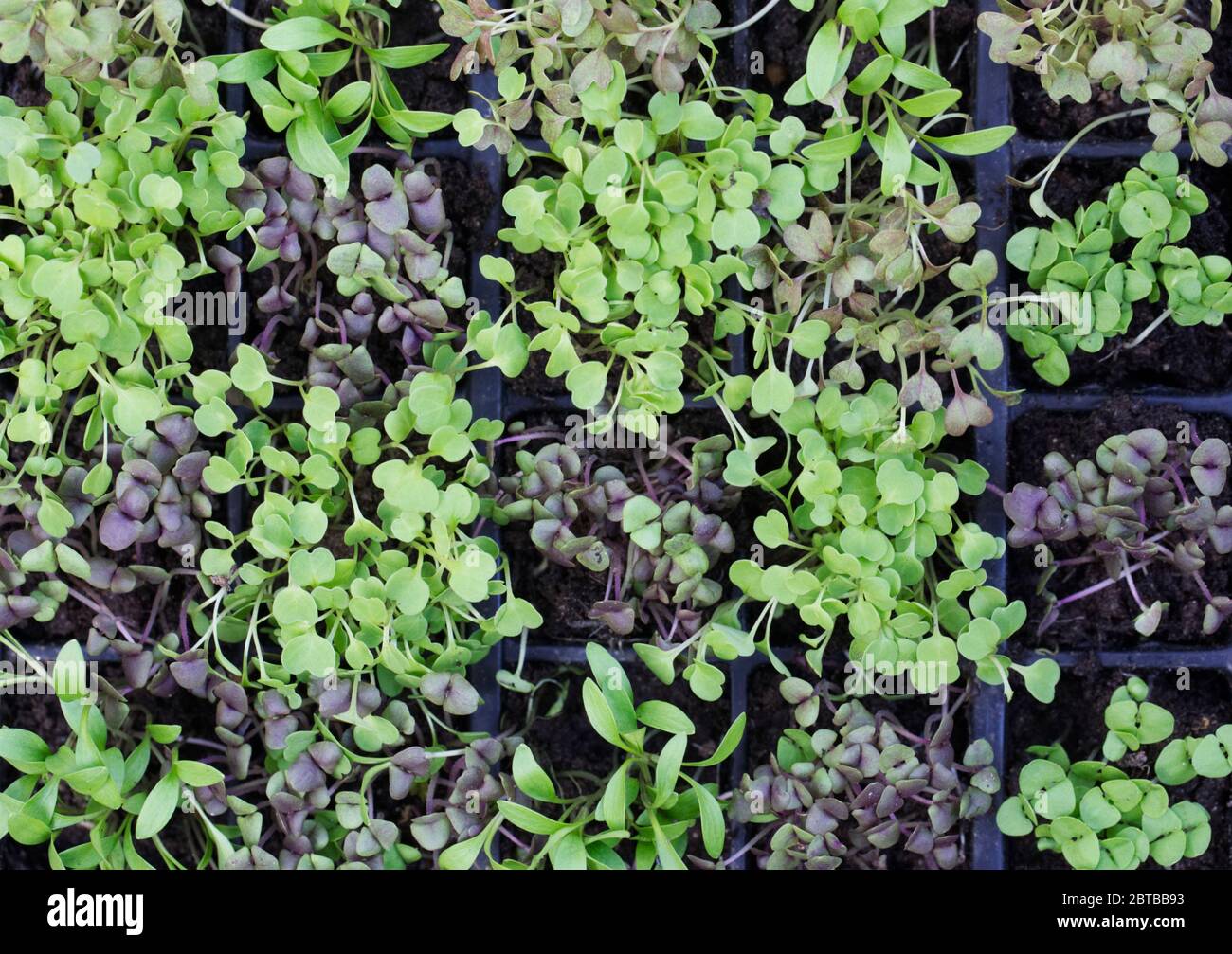 Assorted microgreens growing in a cell tray. Stock Photo