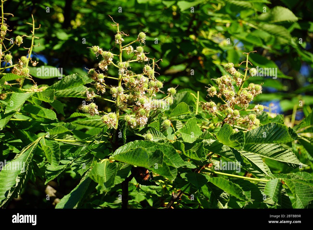 horse-chestnut, conker tree, Gewöhnliche Rosskastanie, Gemeine Rosskastanie, Weiße Rosskastanie, Aesculus hippocastanum, vadgesztenye Stock Photo