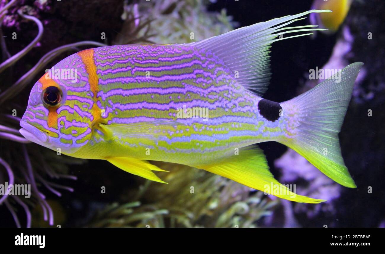 Exotic tropical fish example Stock Photo Alamy