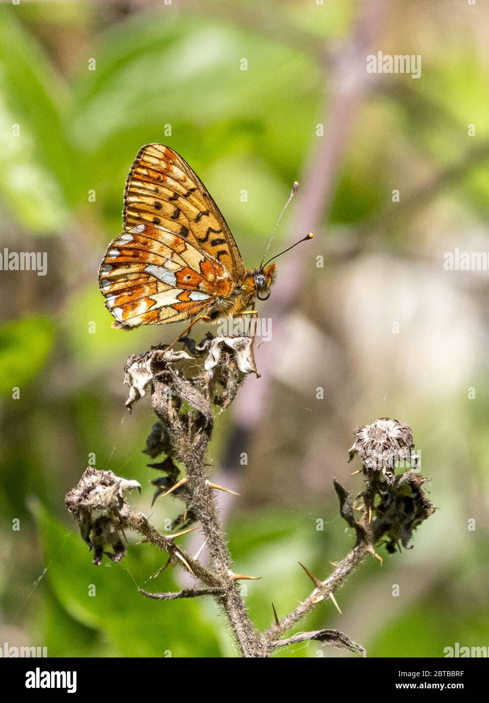 Pearl-bordered Fritillary Boloria euphrosyne at Cirencester Park Woods in Wiltshire Stock Photo
