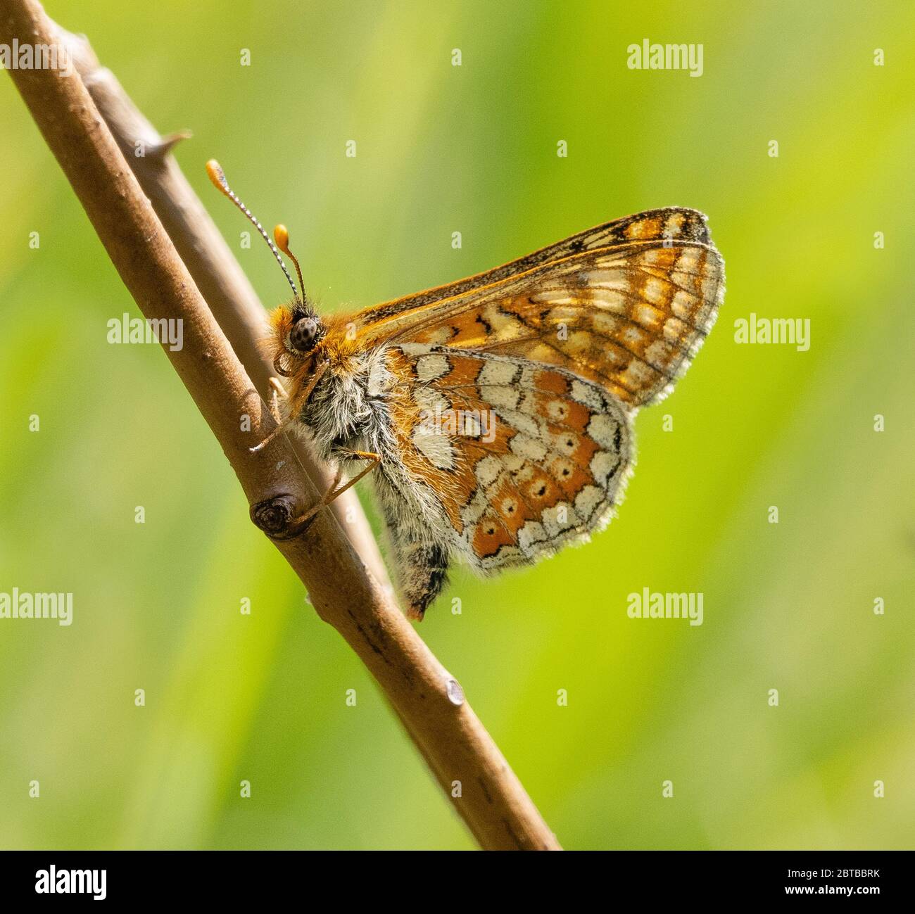Marsh fritillary butterfly Euphydryas aurinia perched with wings folded at Strawberry Banks in the Cotswold Hills Gloucestershire UK Stock Photo