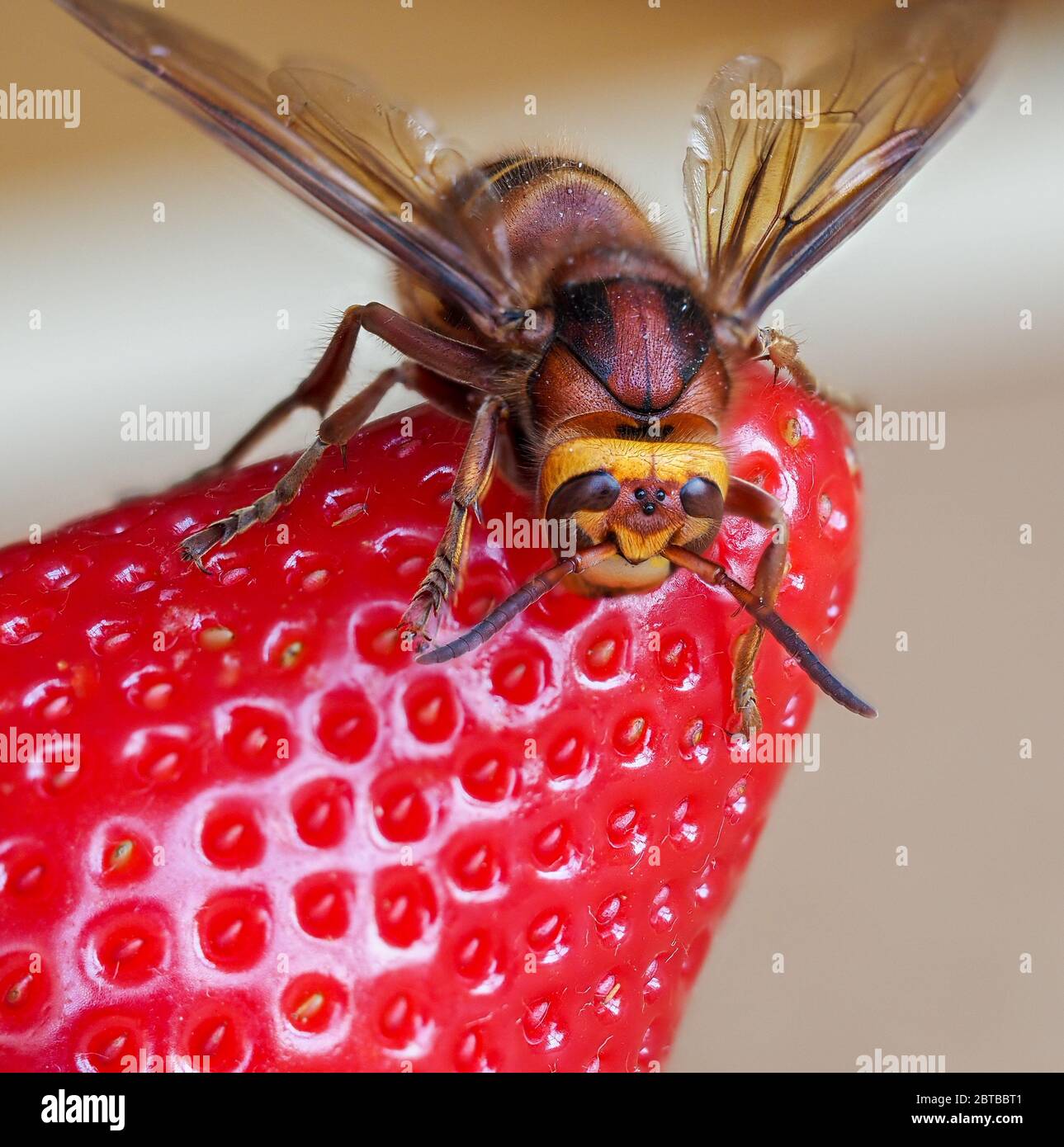 Queen European hornet wasp Vespa crabro on a strawberry fruit - UK Stock Photo
