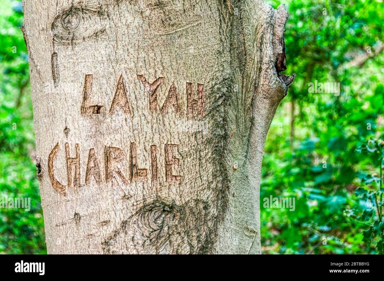 The names Layah and Charlie carved on a beech tree trunk in a Norfolk wood. Stock Photo