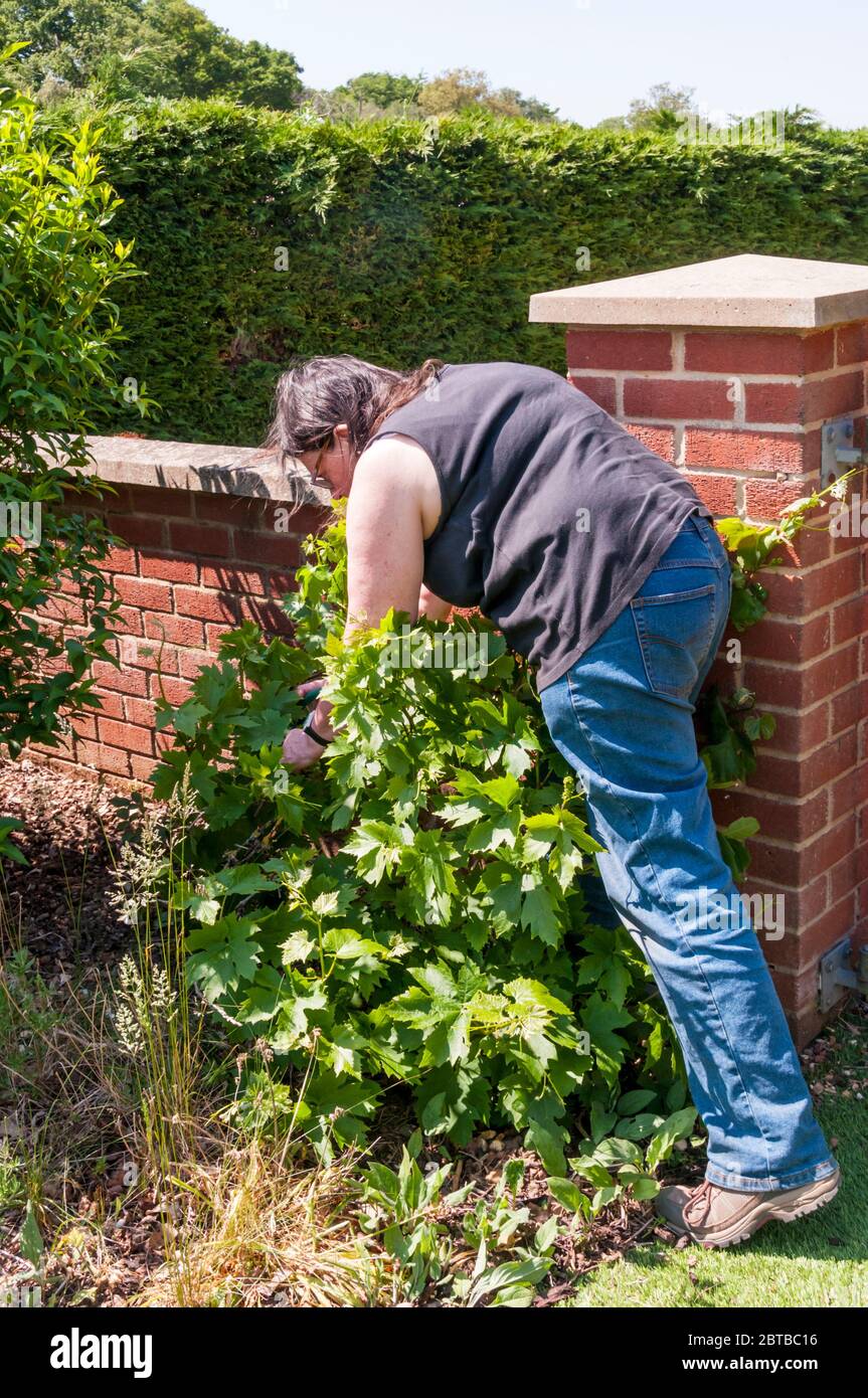 Woman pruning a grapevine growing against a garden wall. Stock Photo