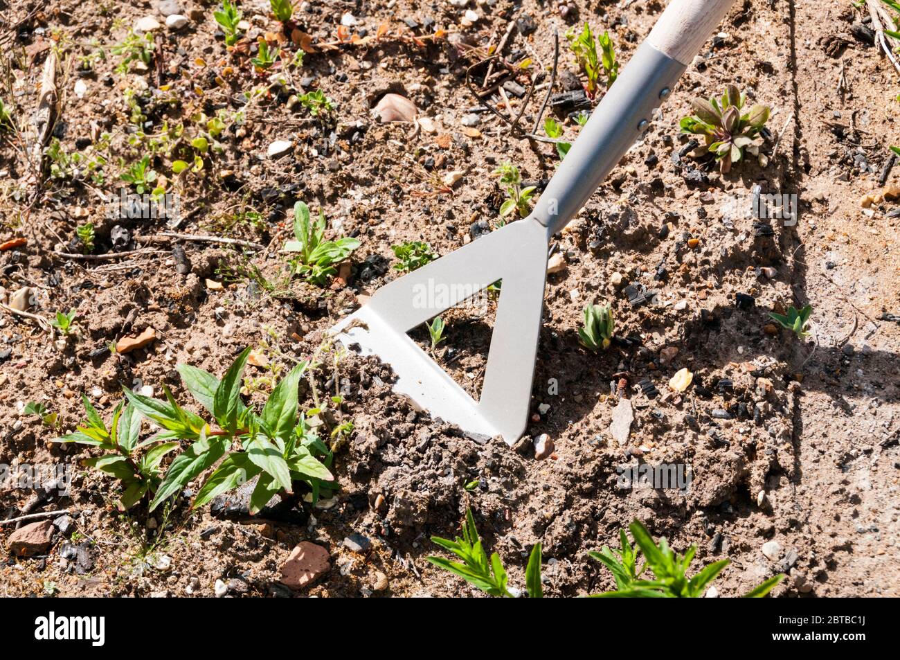 Hoeing using a Dutch hoe to get rid of weeds in a garden preparing a
