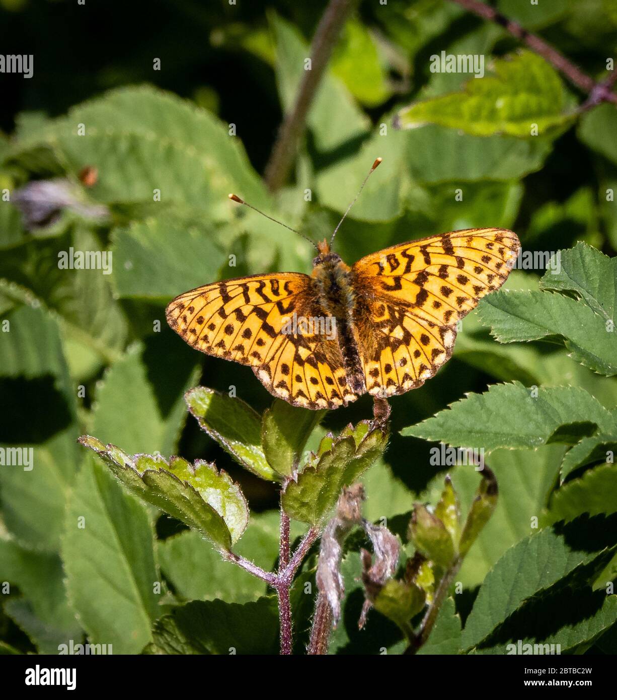 Pearl-bordered Fritillary Boloria euphrosyne at Cirencester Park Woods in Wiltshire Stock Photo