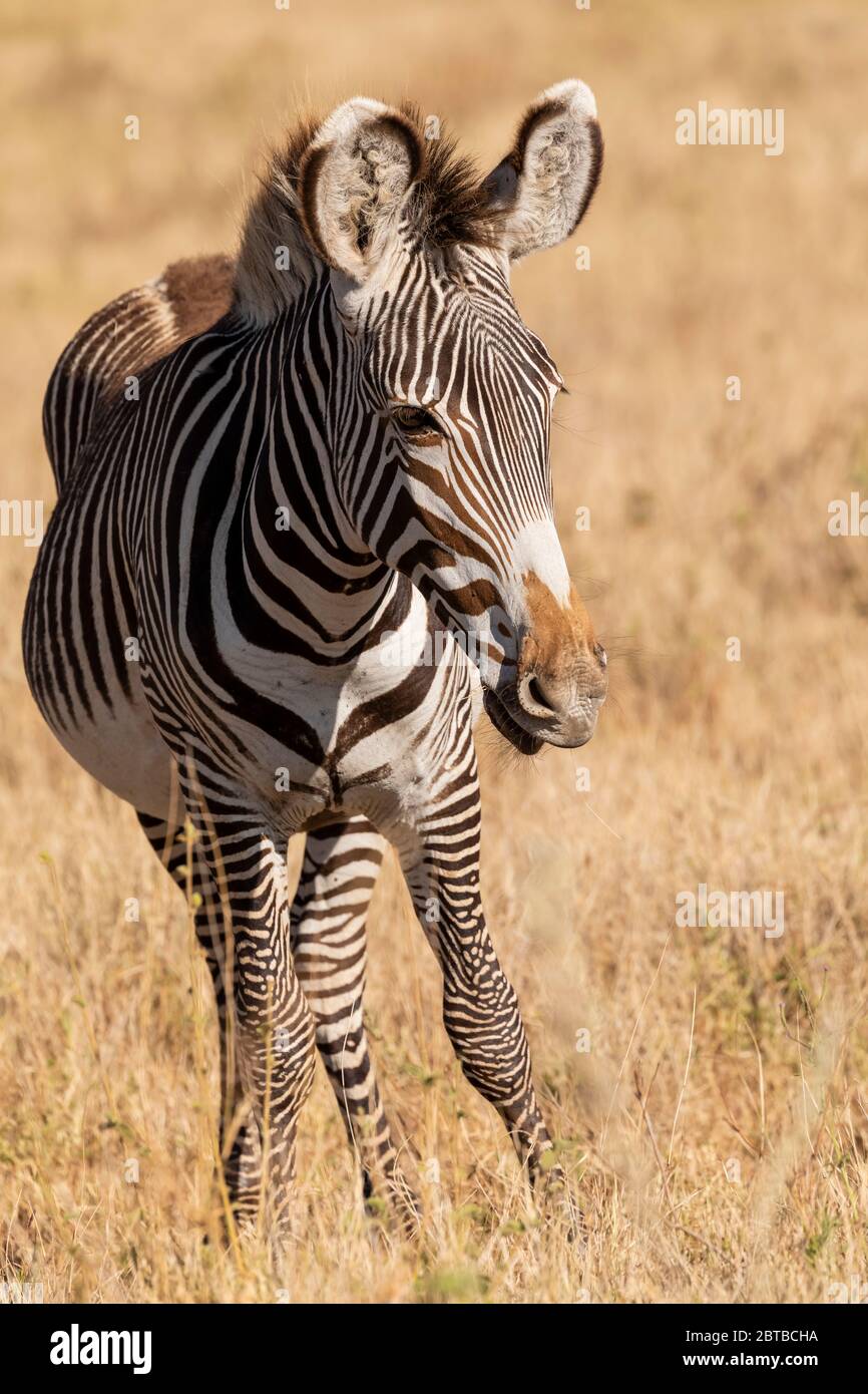 Grevy's Zebra (Equus grevyi) juvenile feeding on the savannah in Lewa Wildlife Conservancy, Kenya Stock Photo