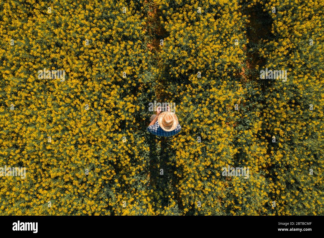 Agronomist with drone remote controller in blooming rapeseed field, aerial view of farm worker on oilseed rape plantation Stock Photo